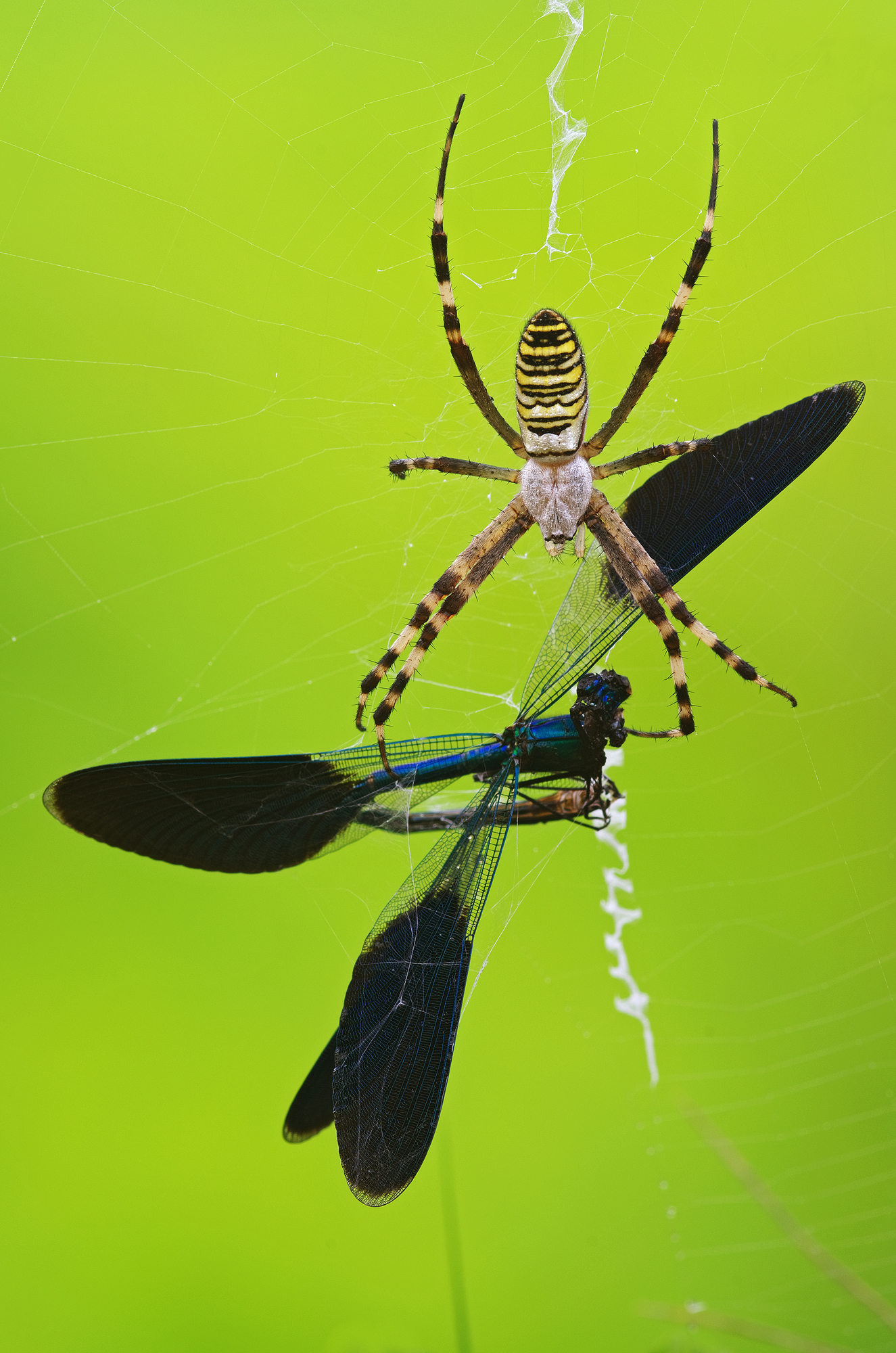 Lungo i fossi d'irrigazione