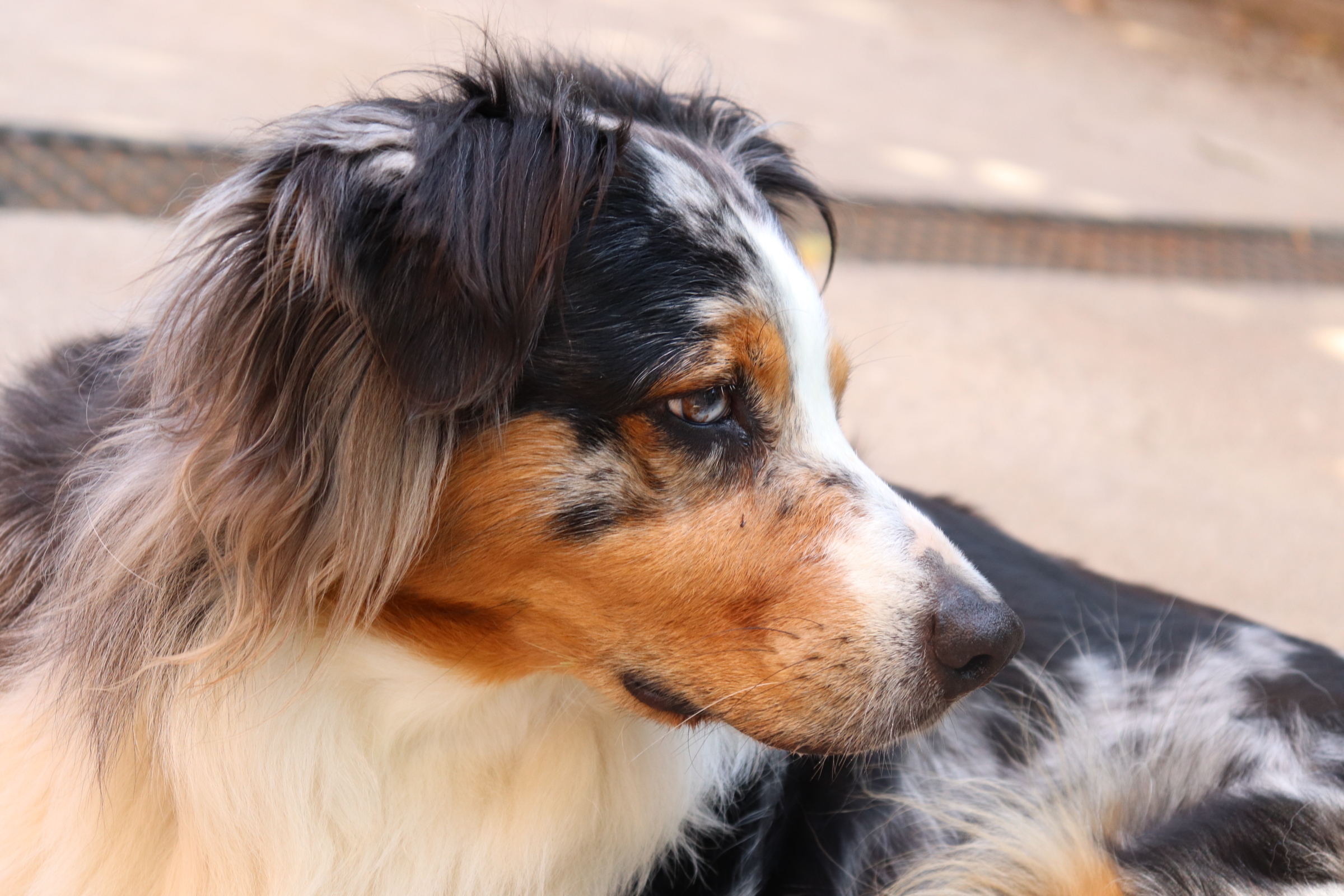 Il mio bellissimo cane