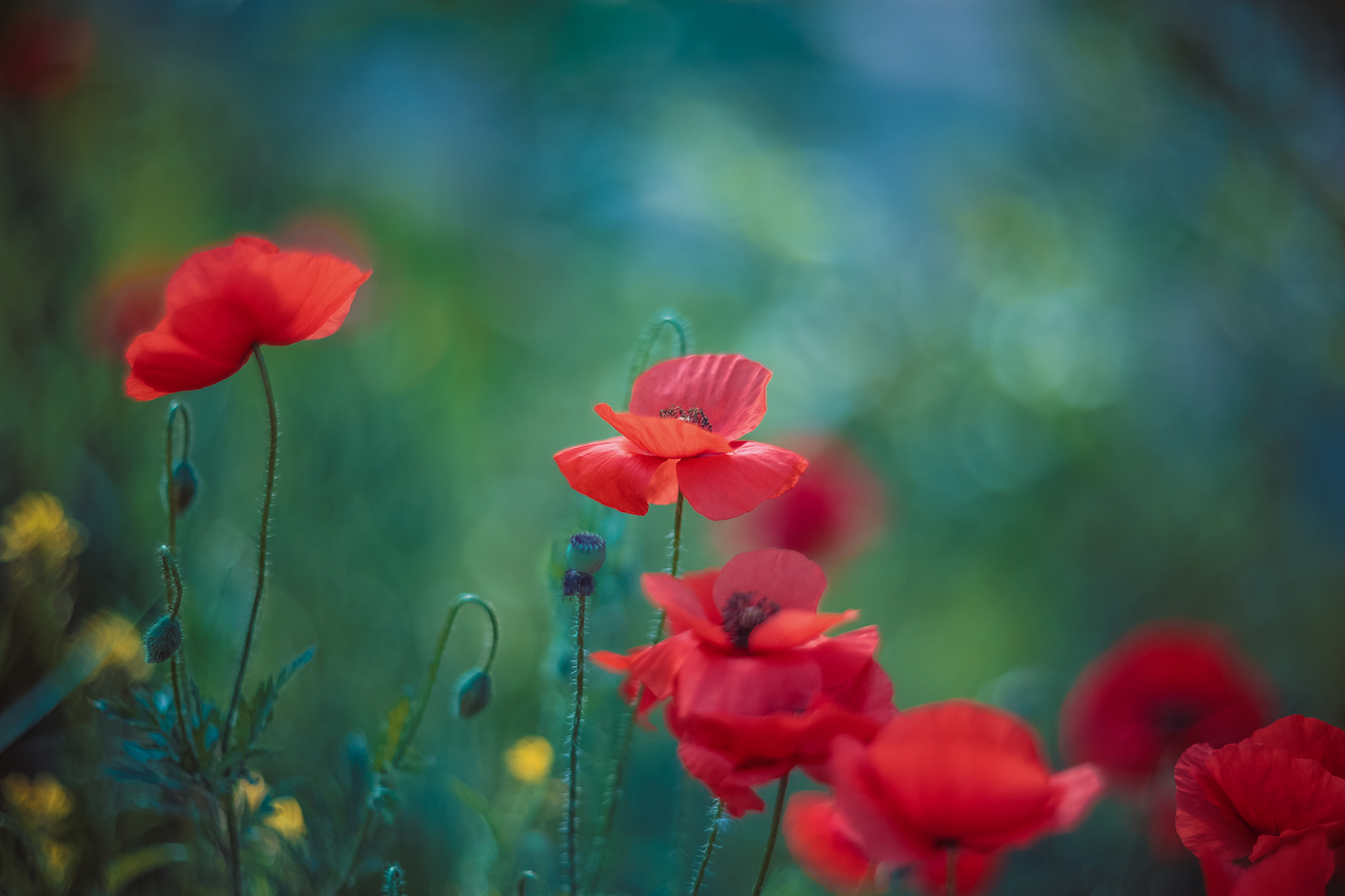 Poppy flowers
