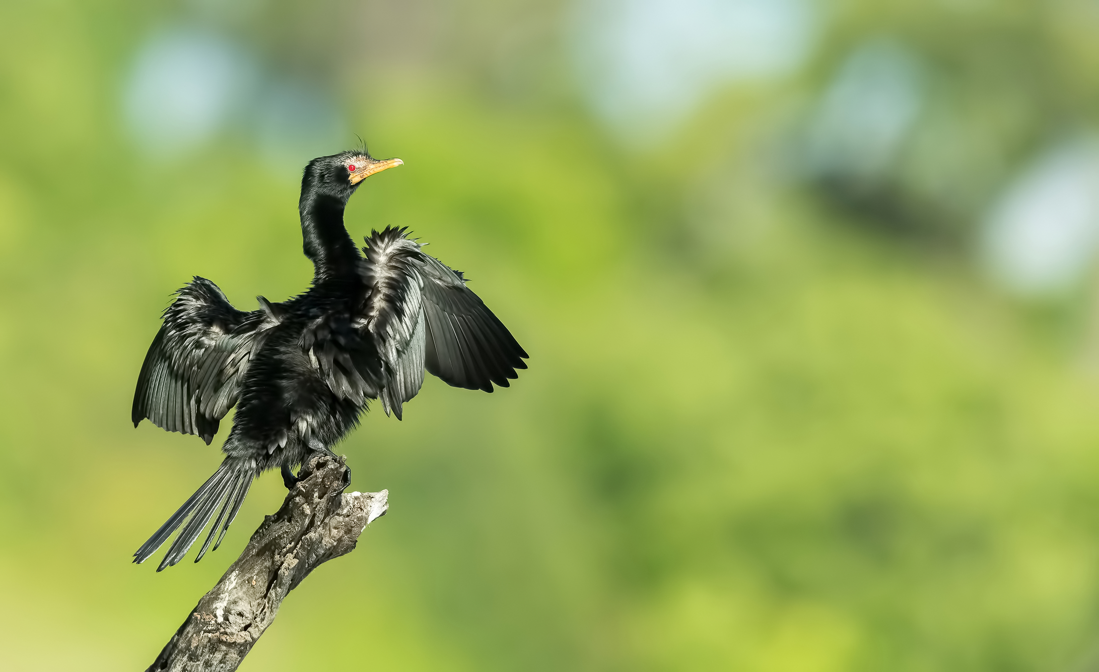 Reed Cormorant(Microcarbo africanus)