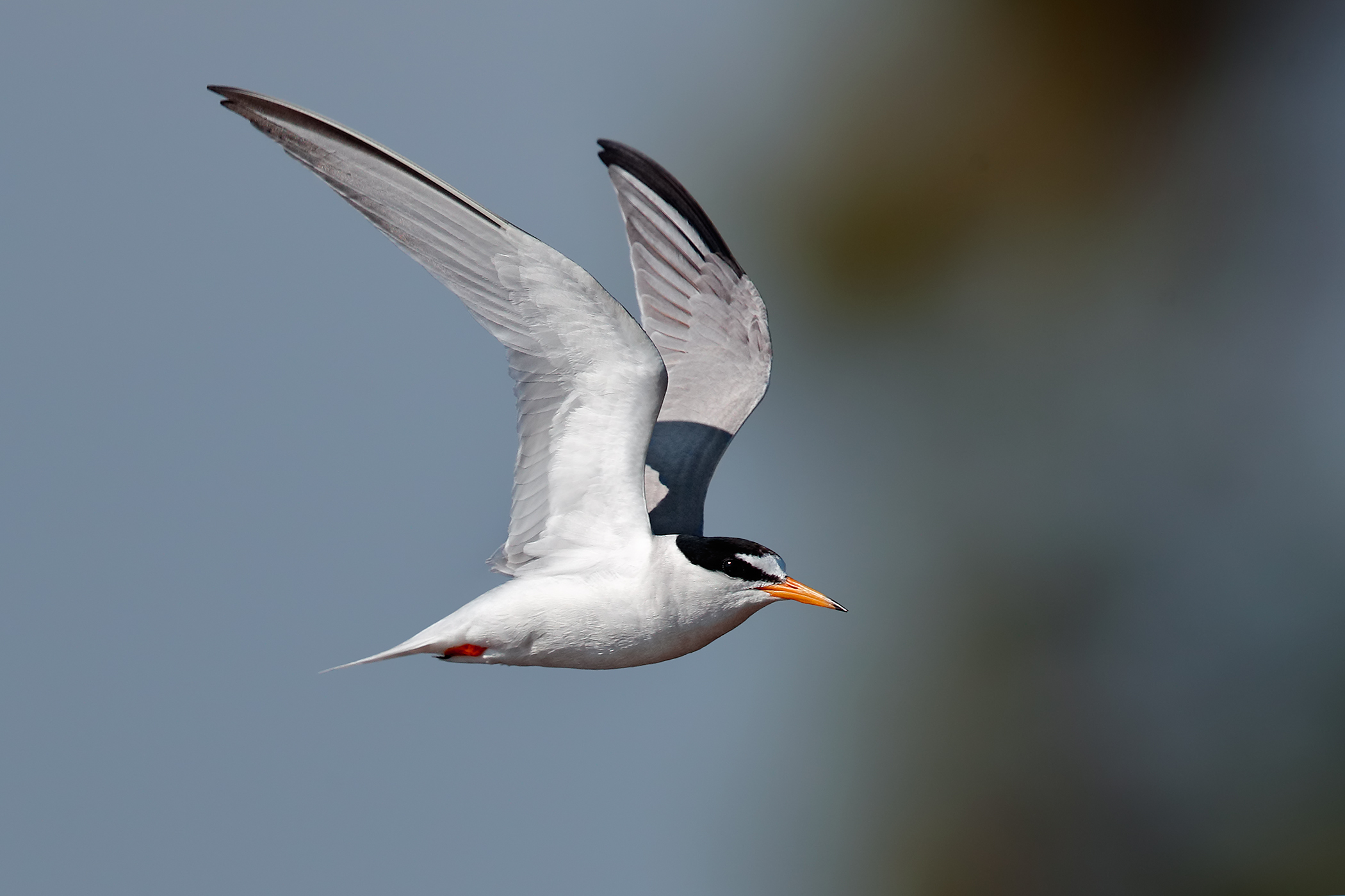 Little Tern