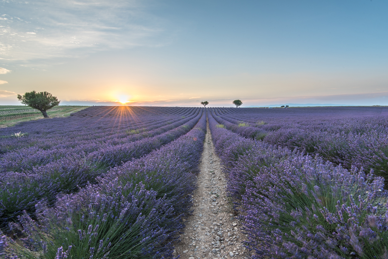 Lavender in Provence
