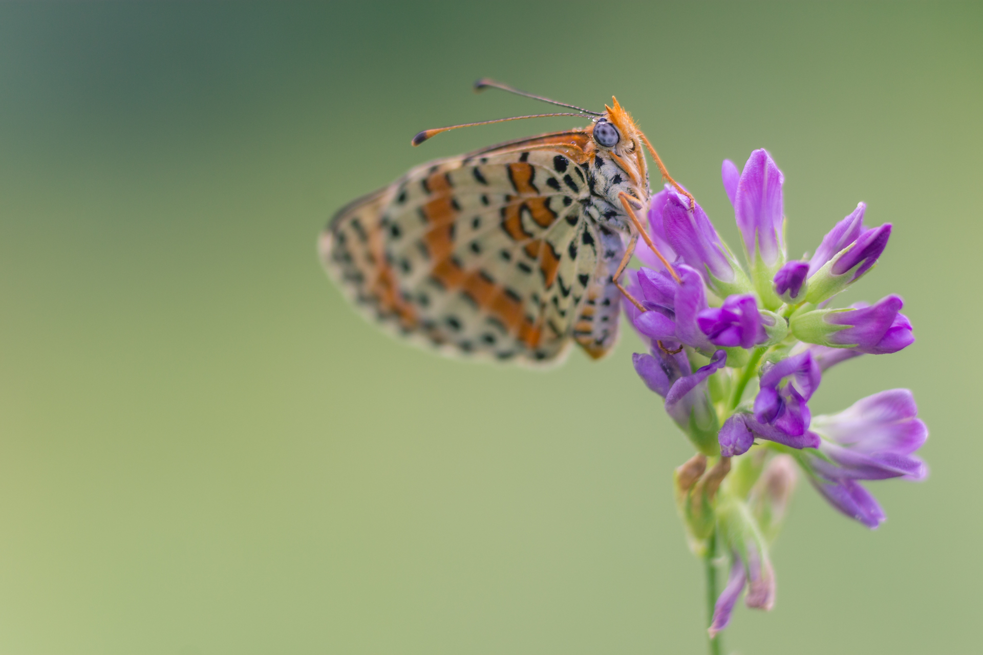 Melitaea Didyma 1