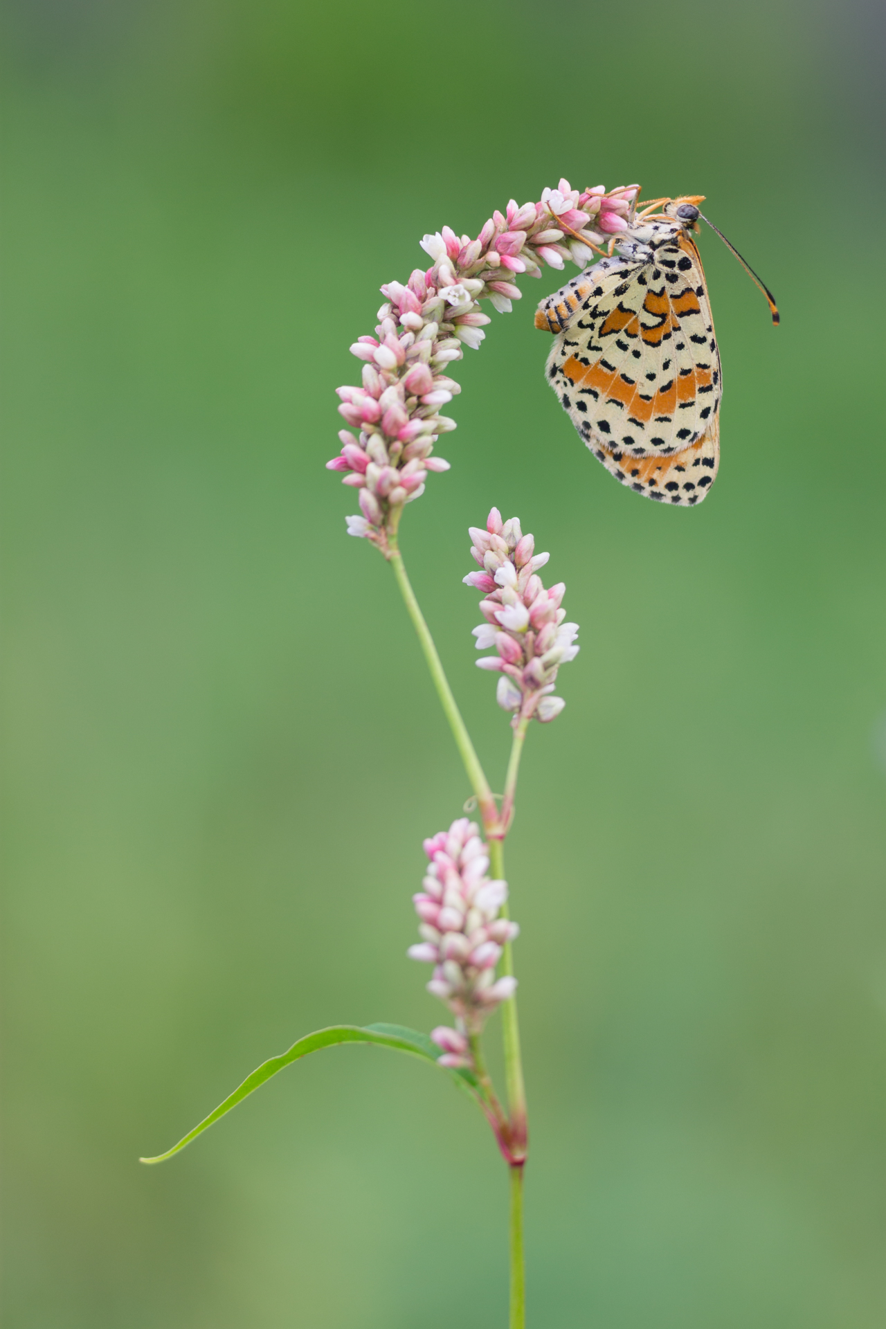 Melitaea Didyma 3