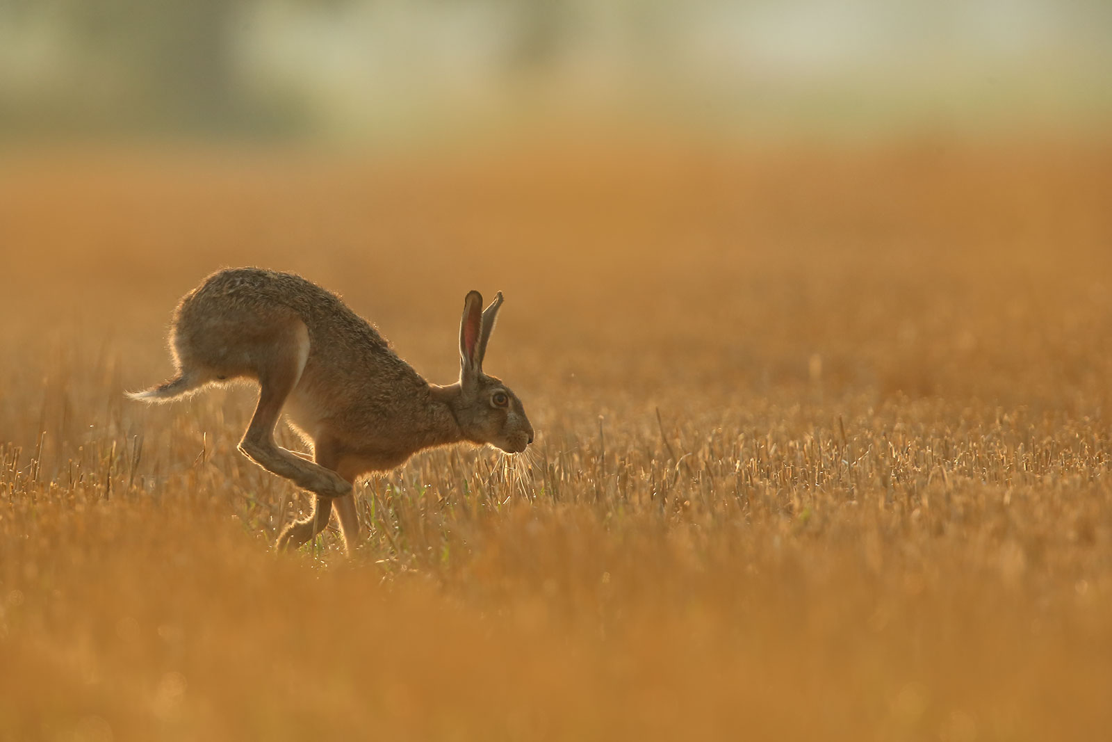 European Hare