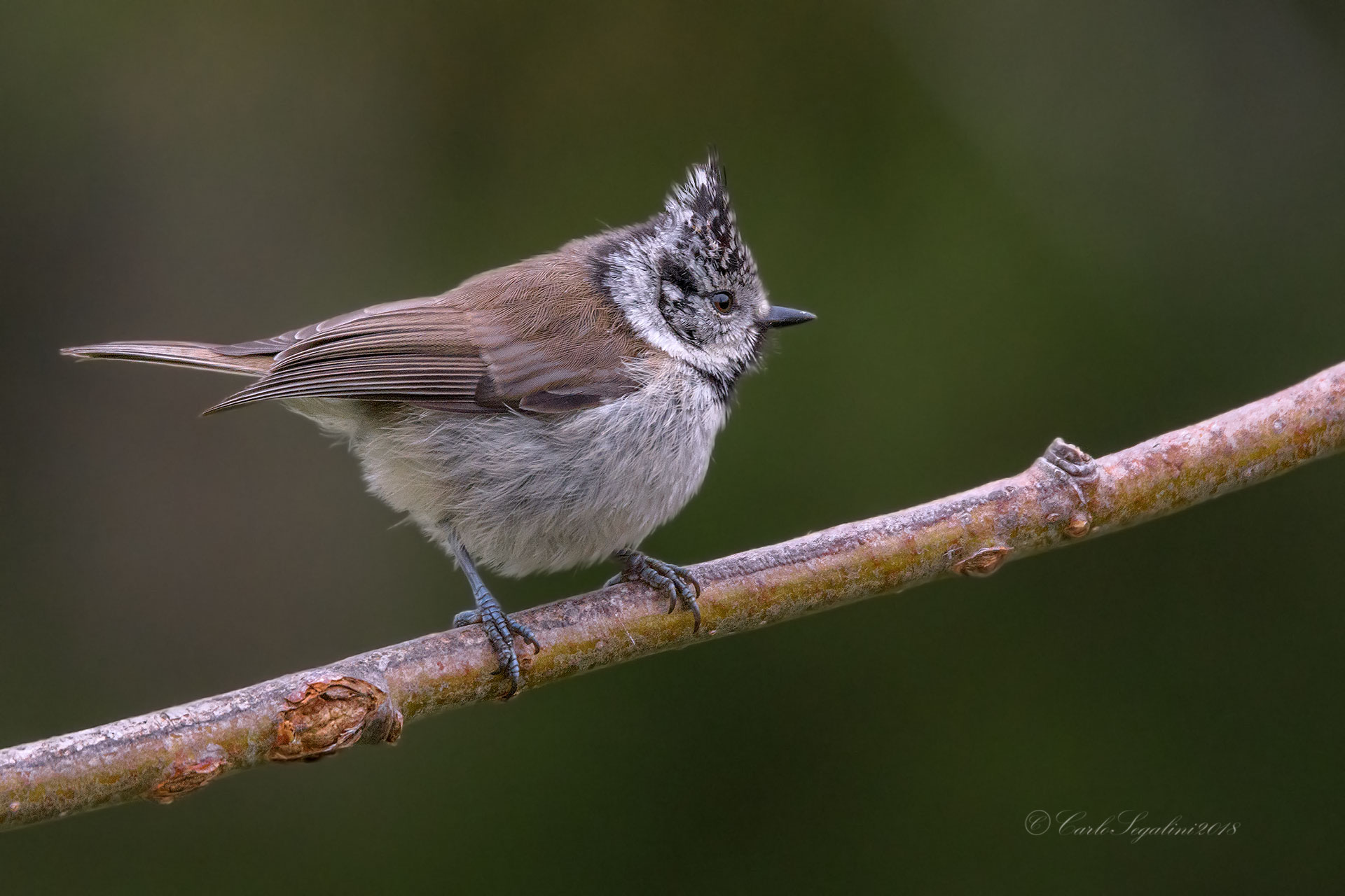 Cincia from the Tuam