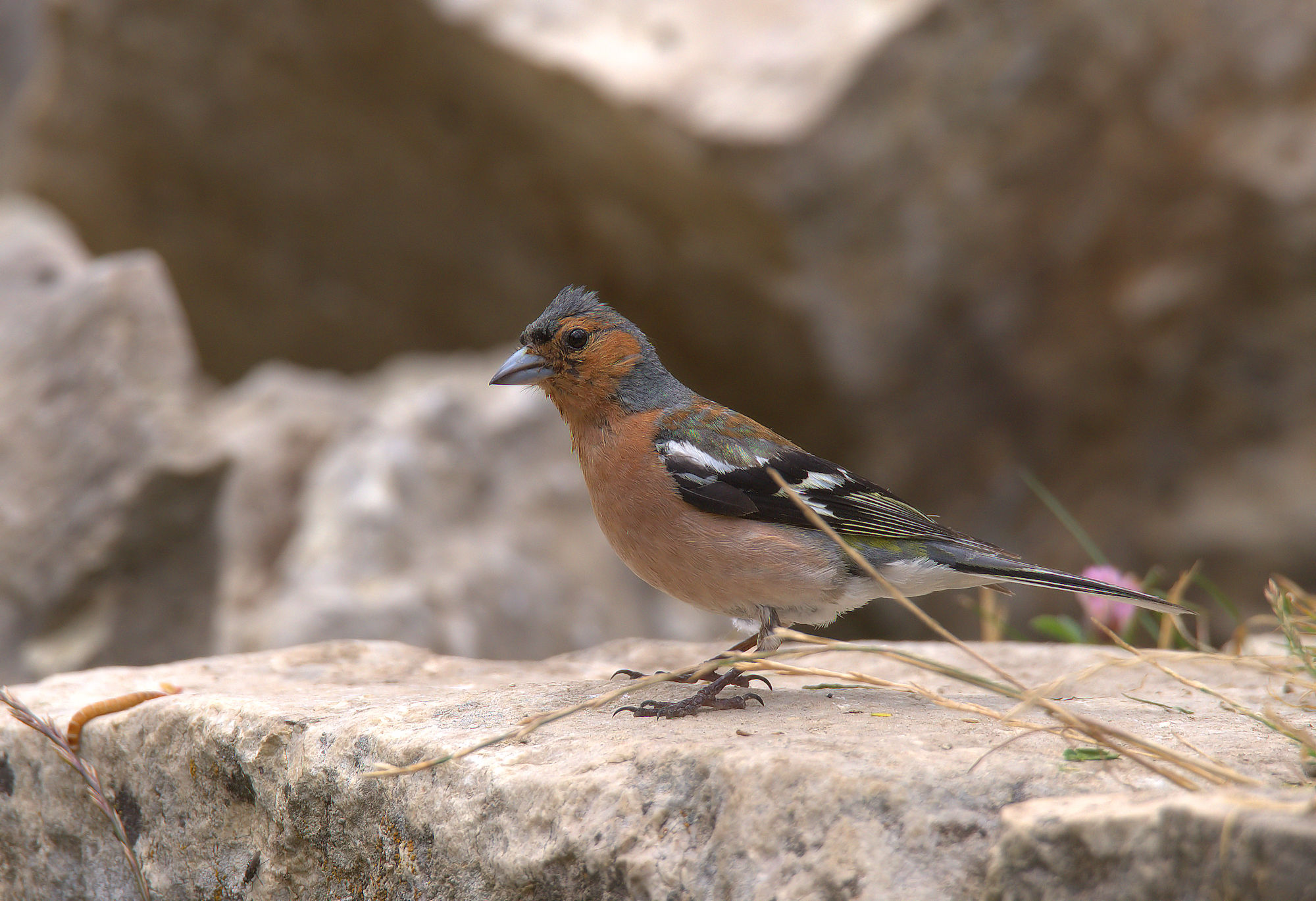 Chaffinch