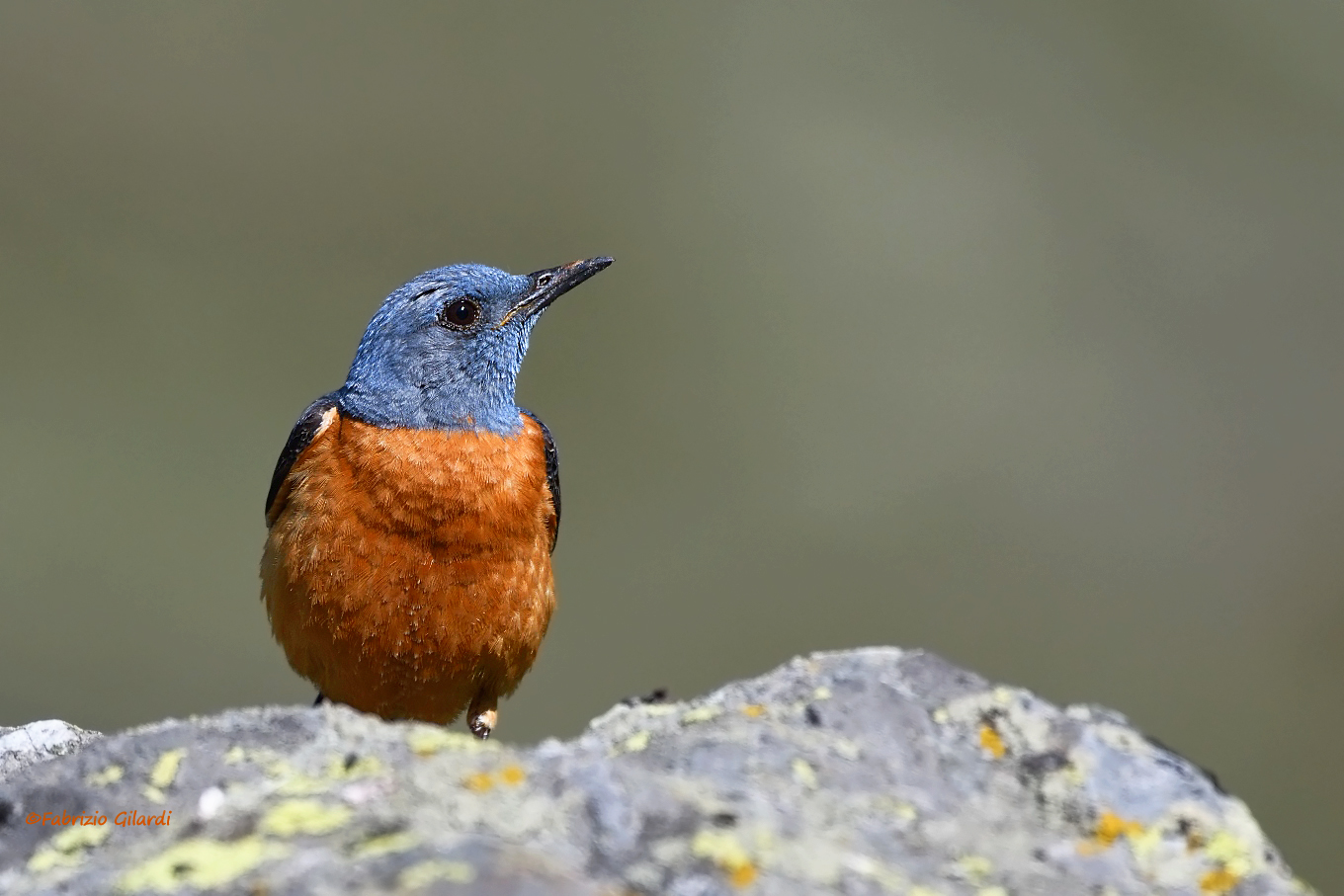 Monticola saxatilis (Codirossone)