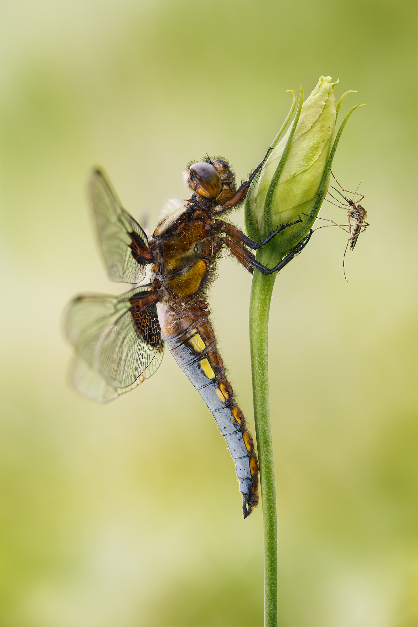 Libellula deprime