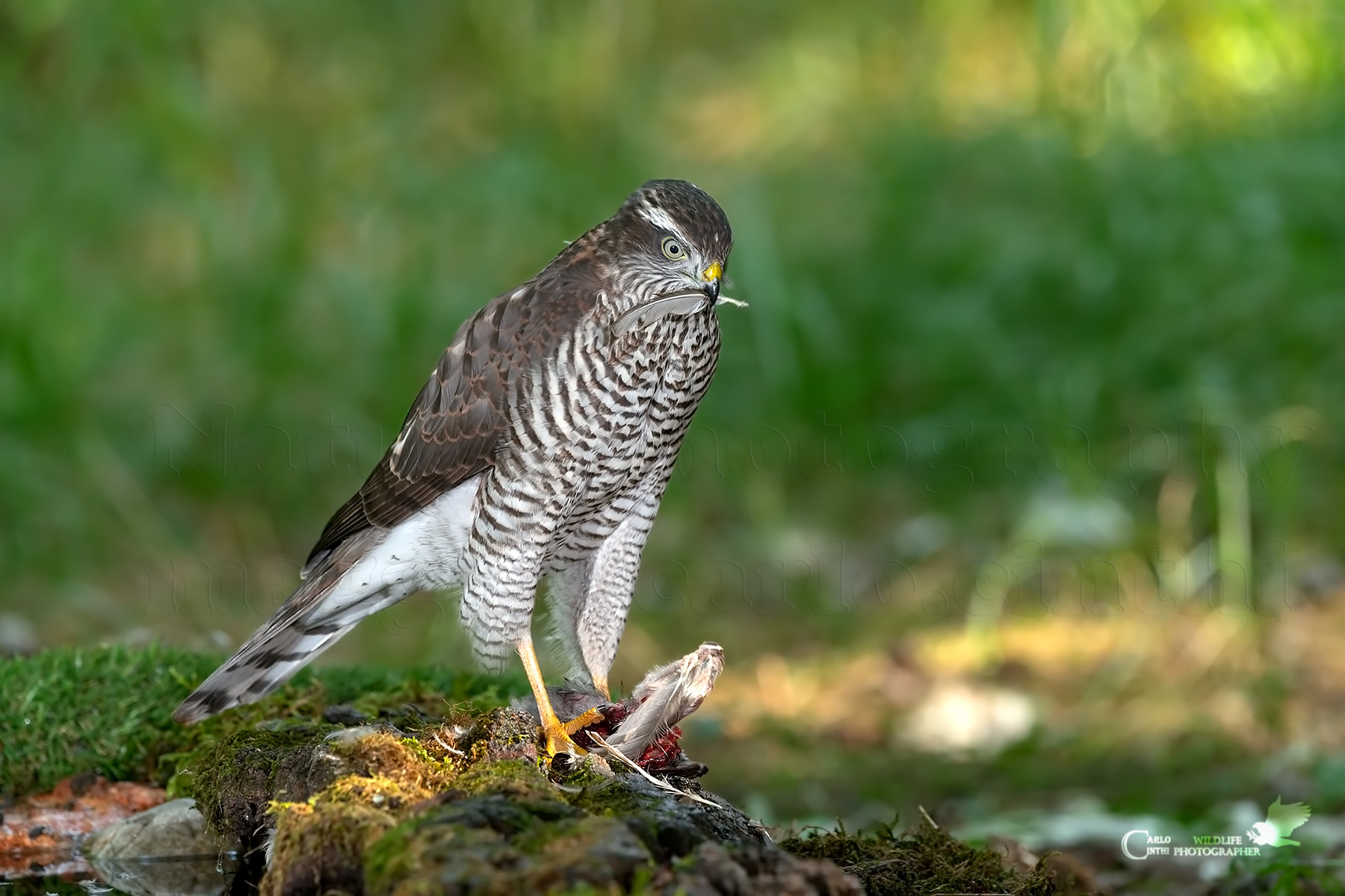 Giovane Sparviere femmina con preda