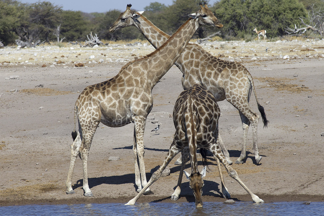 Le Giraffe alla pozza