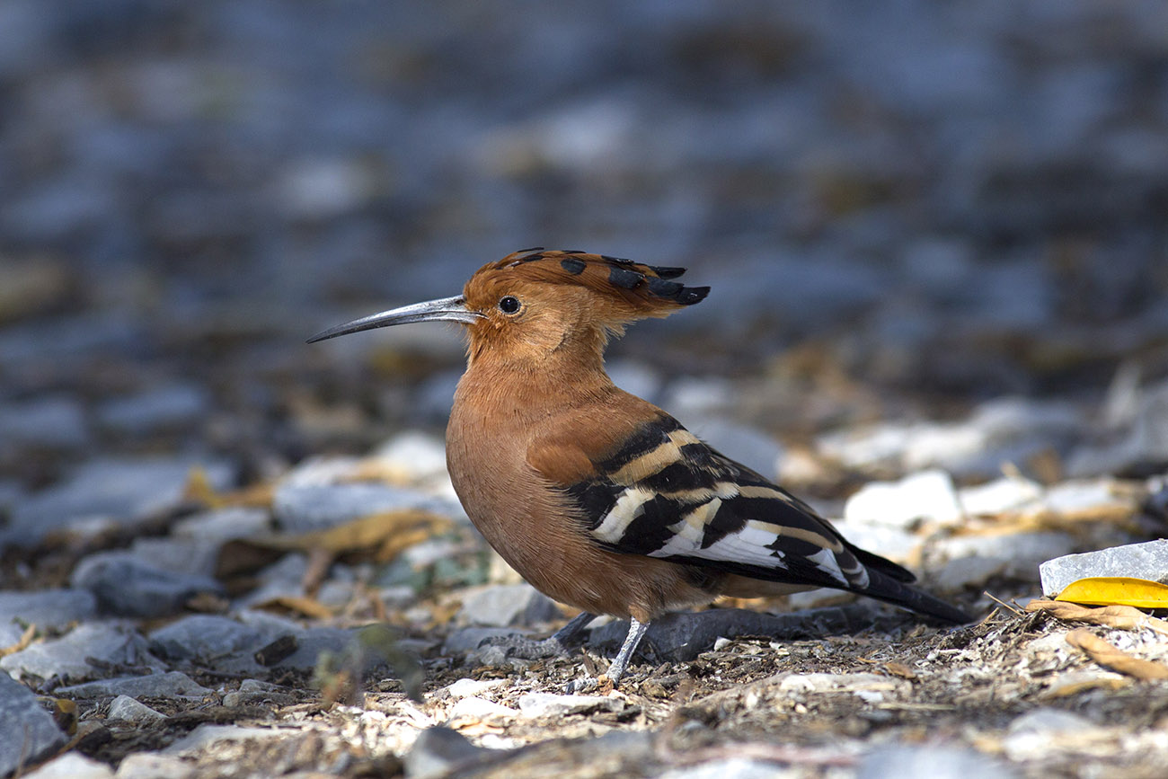 Southern Hoopoe