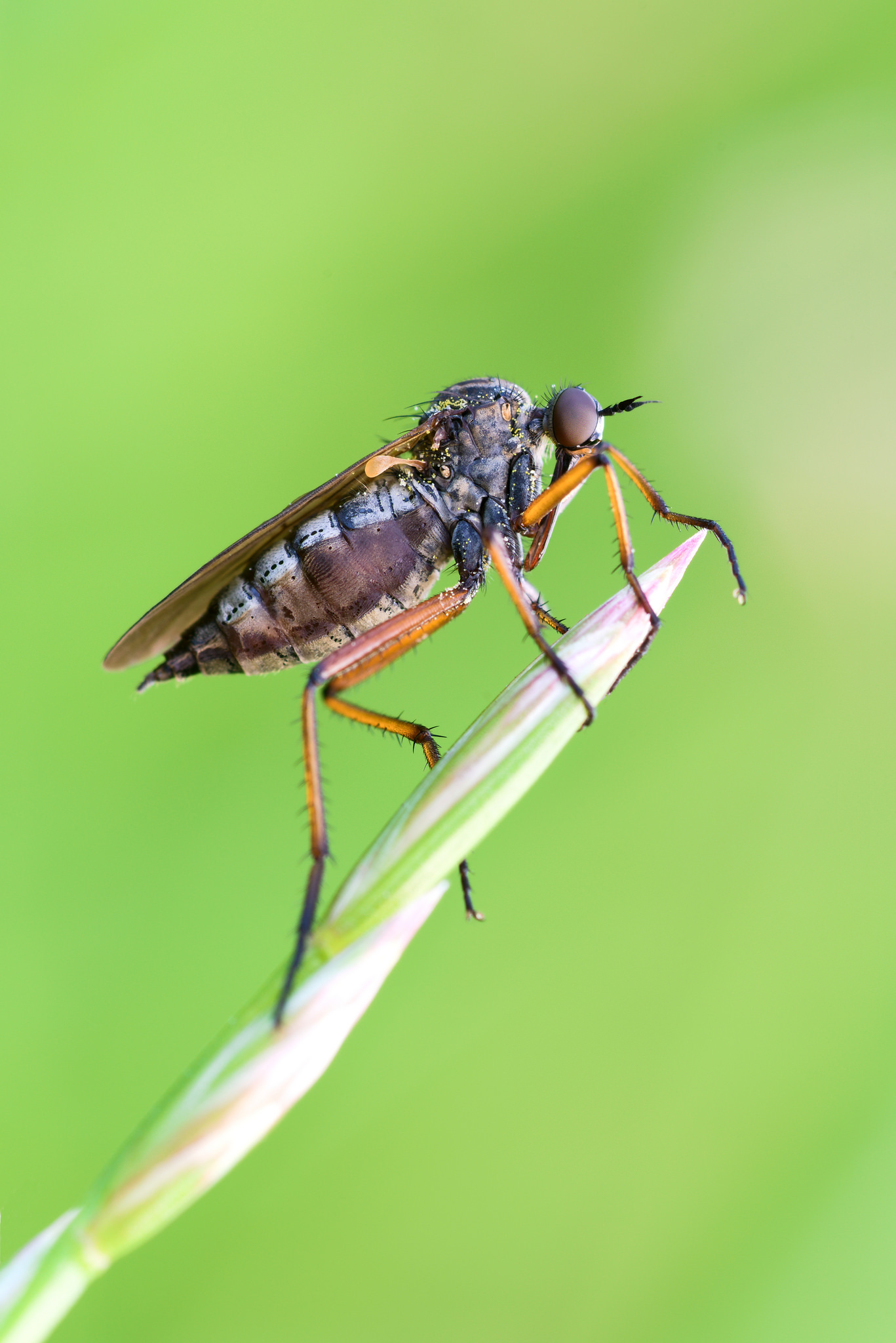 Empis Matte, Meigen 1804