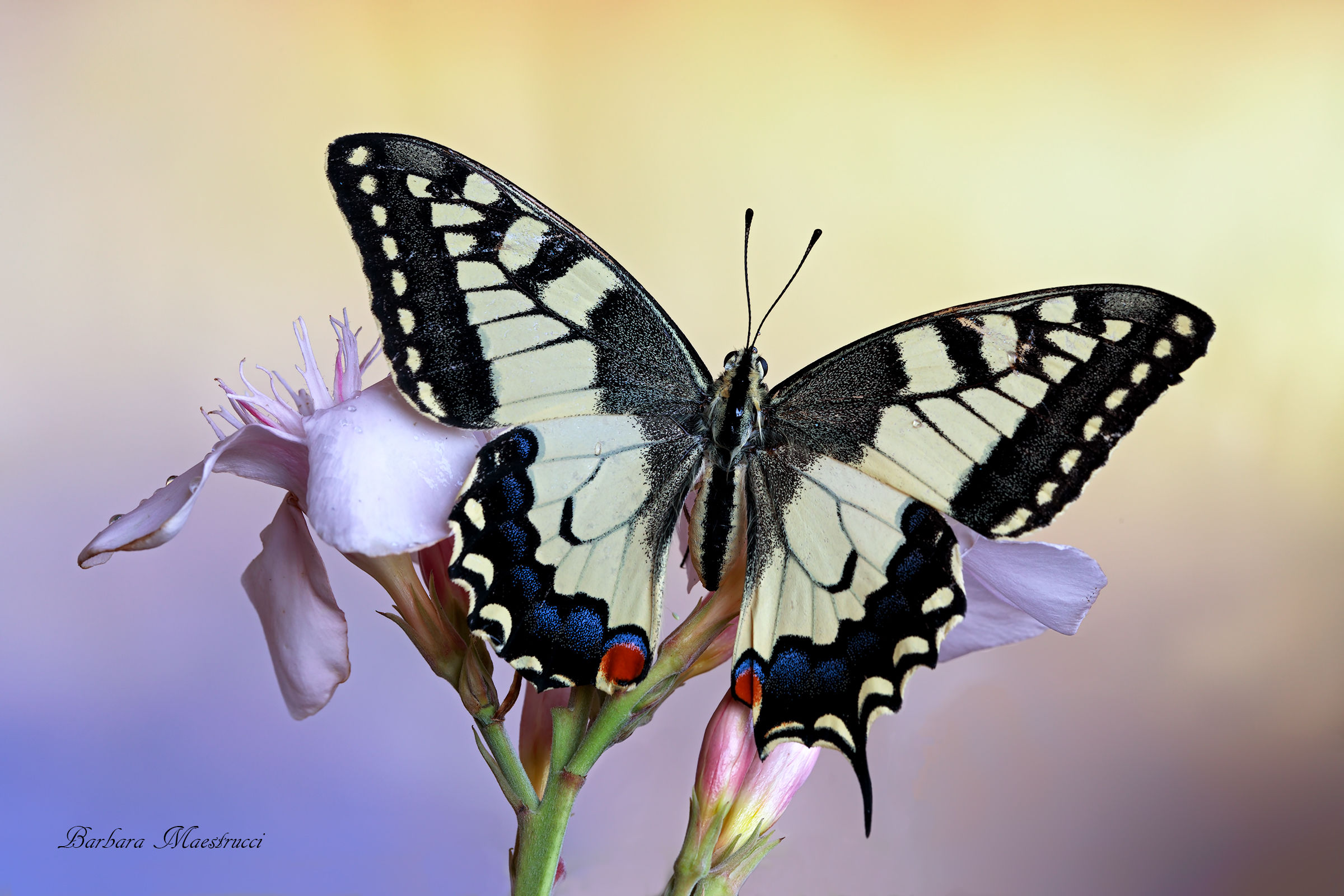 La più bella di tutte....
