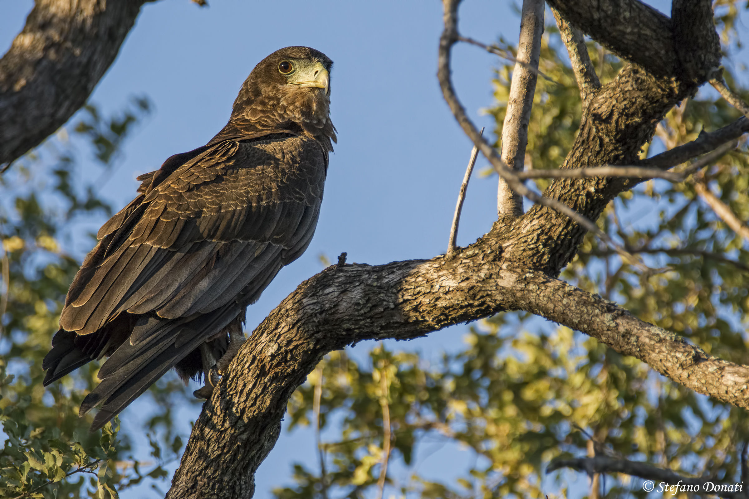 Immature Juggler Falcon