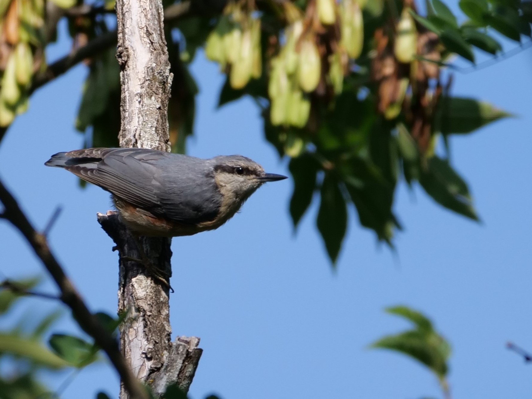 Nuthatch (Sitta europaea)