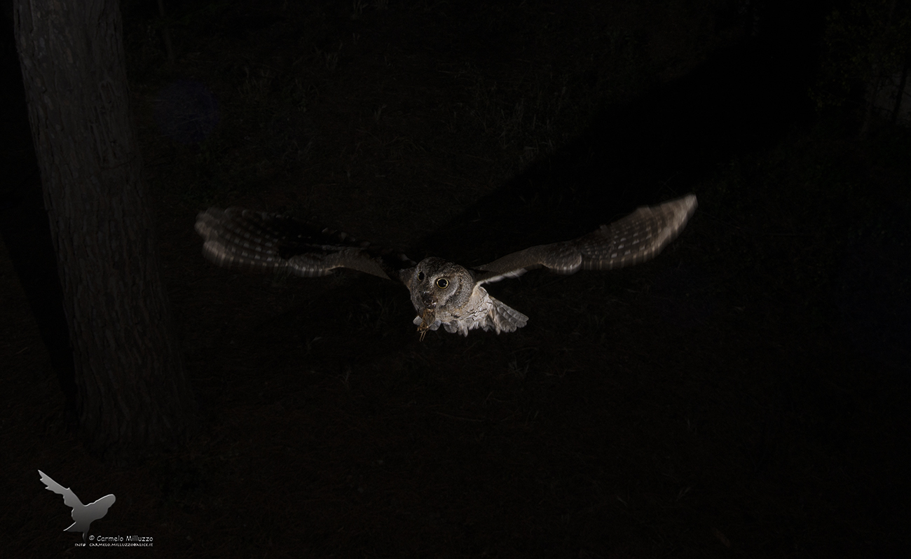Caccia notturna  _Assiolo _