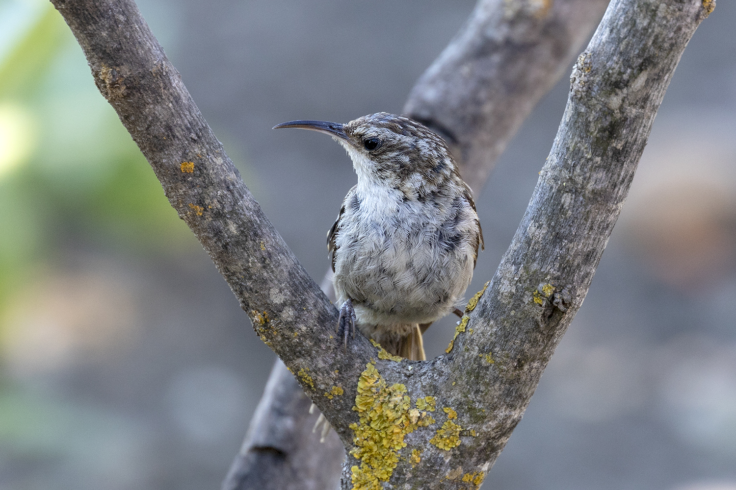 Rampichino alpestre.