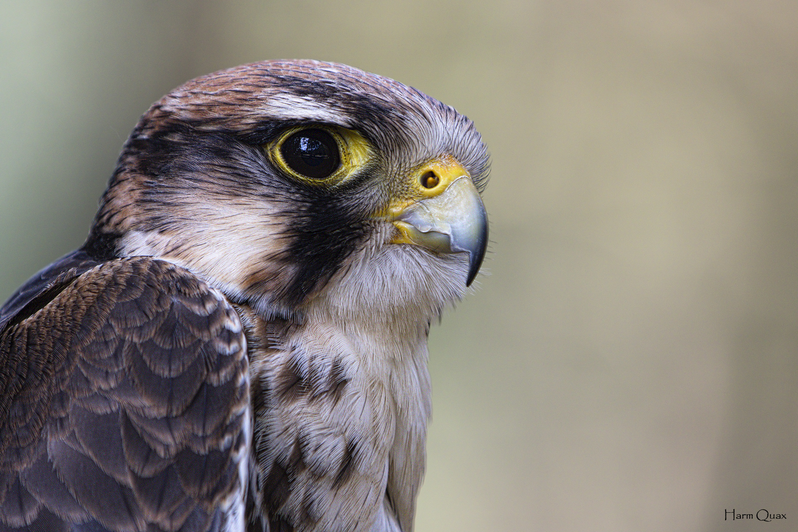 Falcon portrait