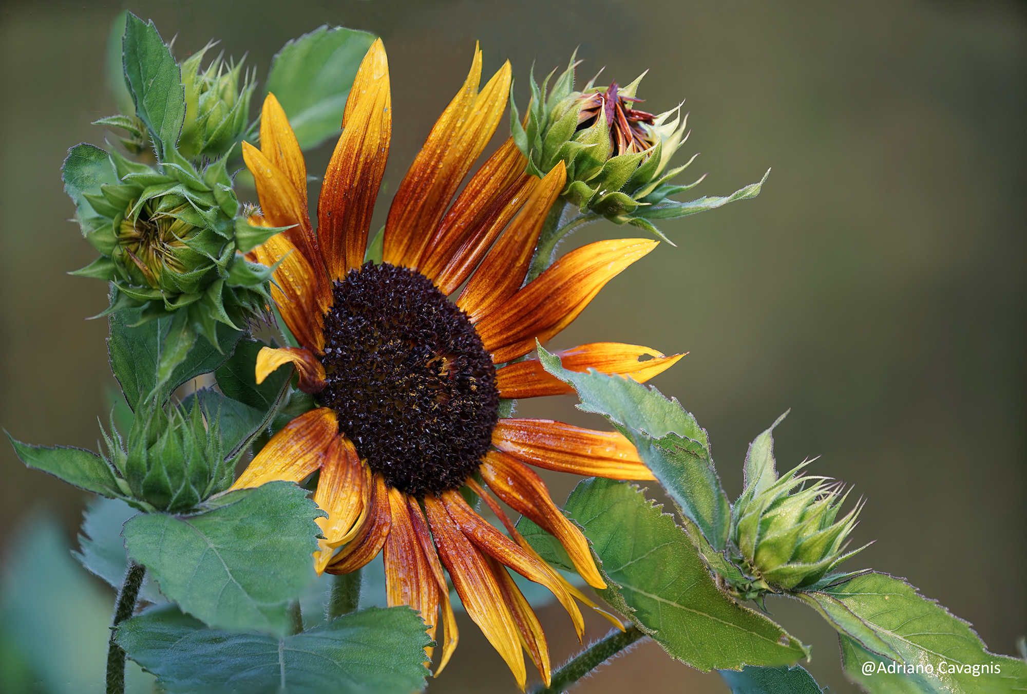 Sunflowers Galaxy
