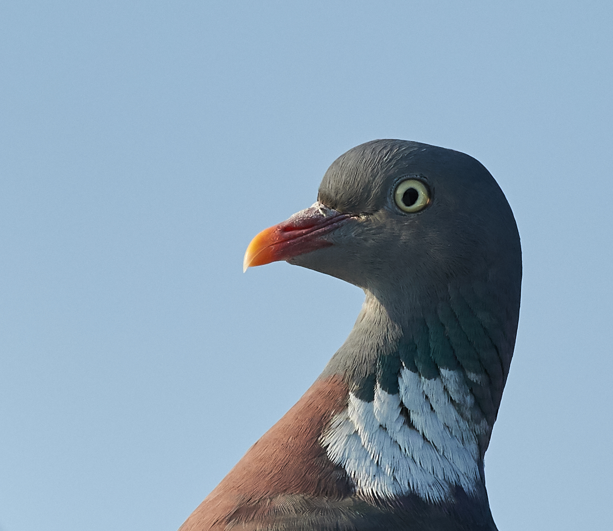 Woodpigeon