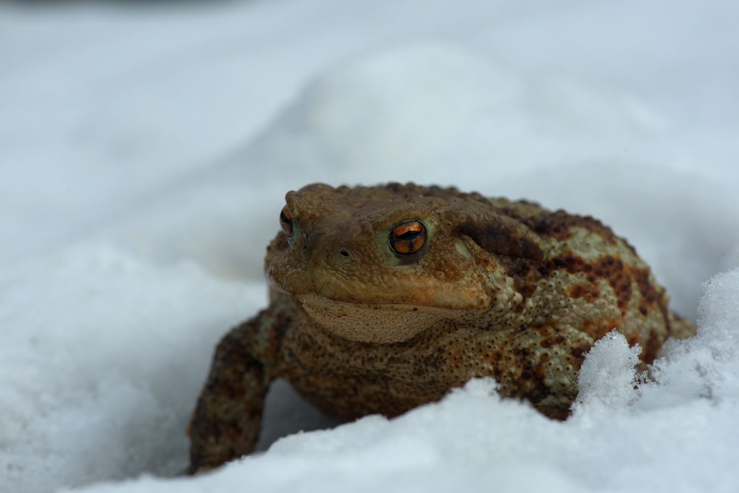 Common Toad