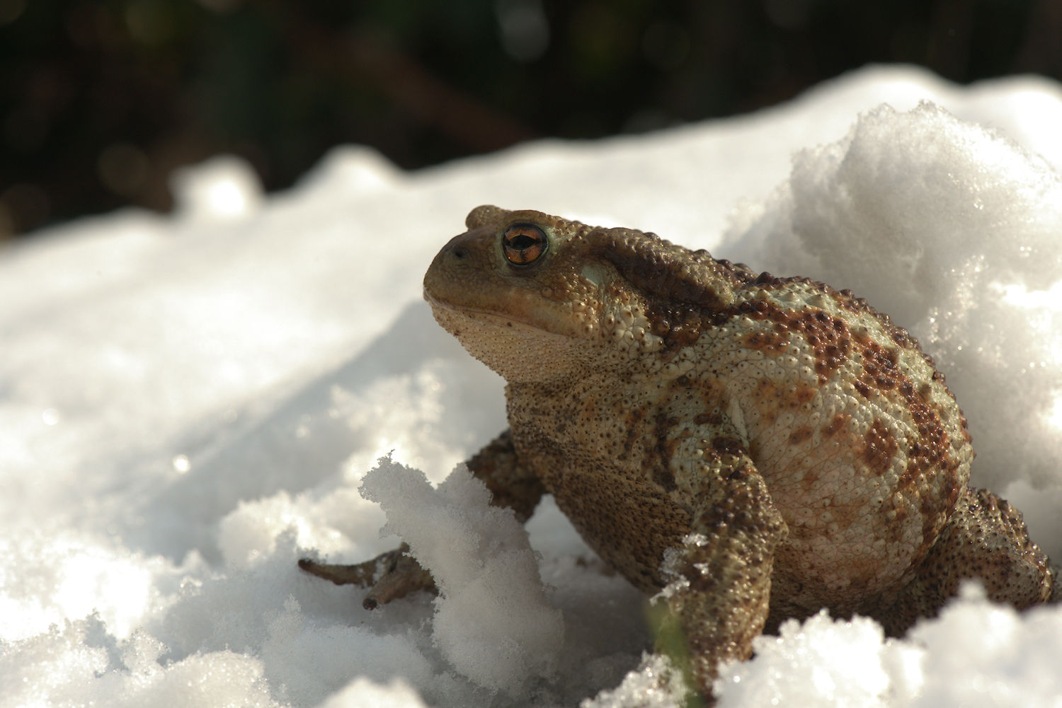 Common Toad
