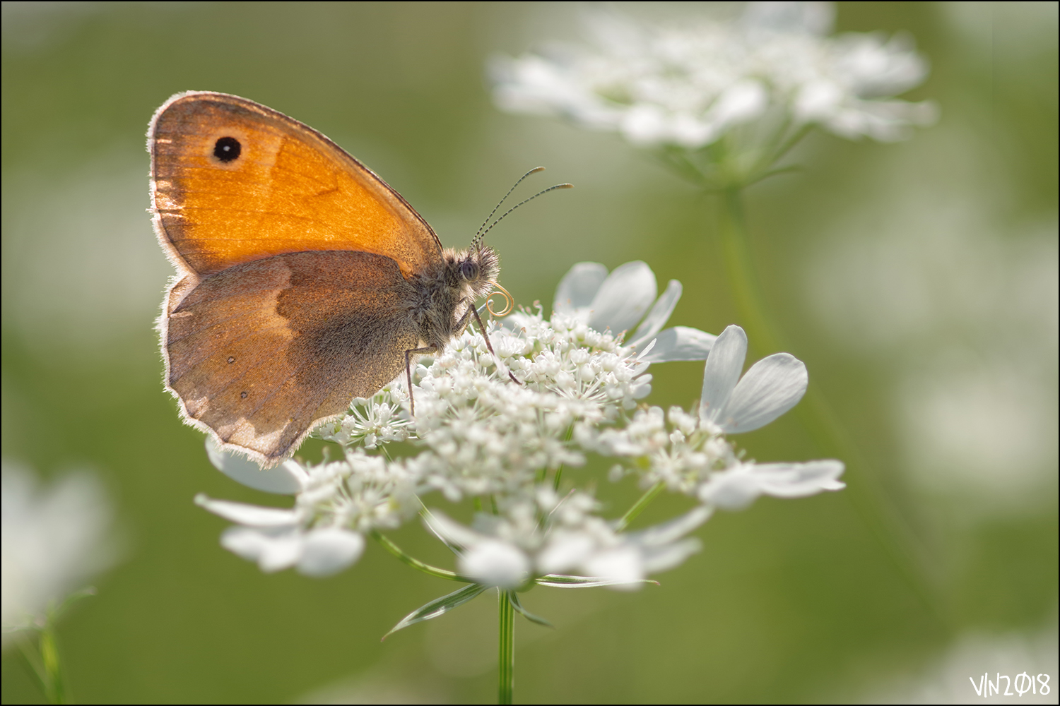 Coenonympha pamphilus, parco del fiume Serio, 2018