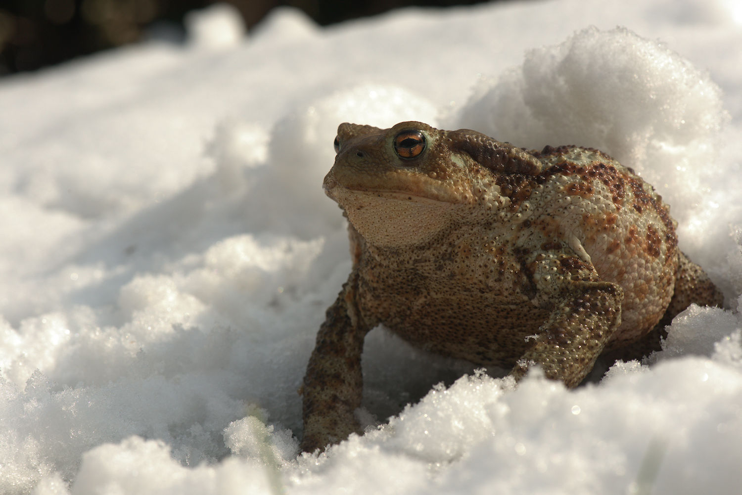 Common Toad