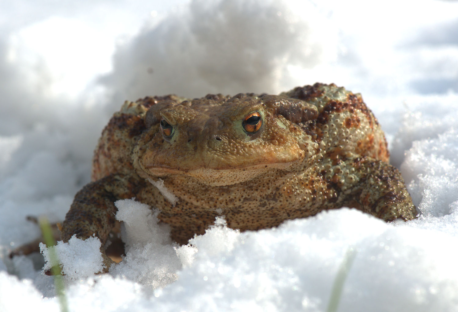 Common Toad