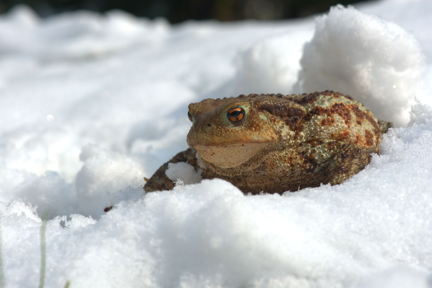 Common Toad