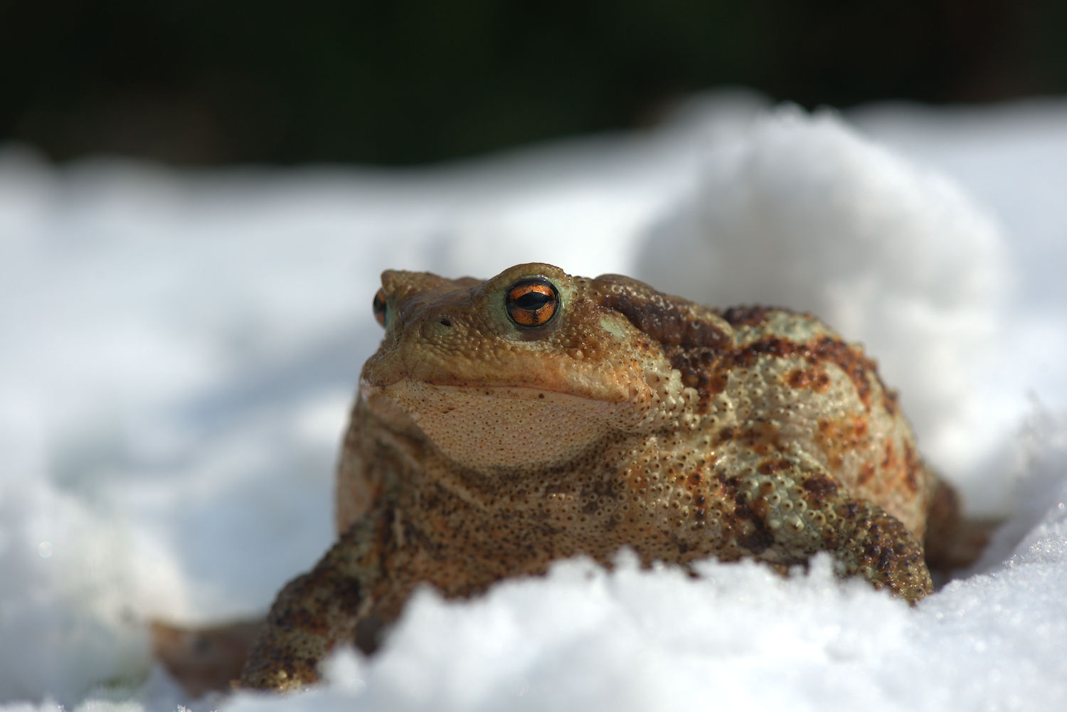 Common Toad