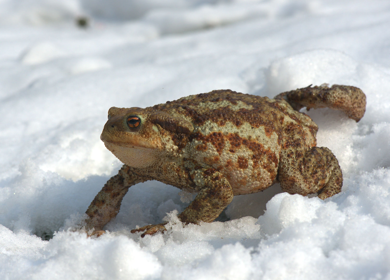 Common Toad
