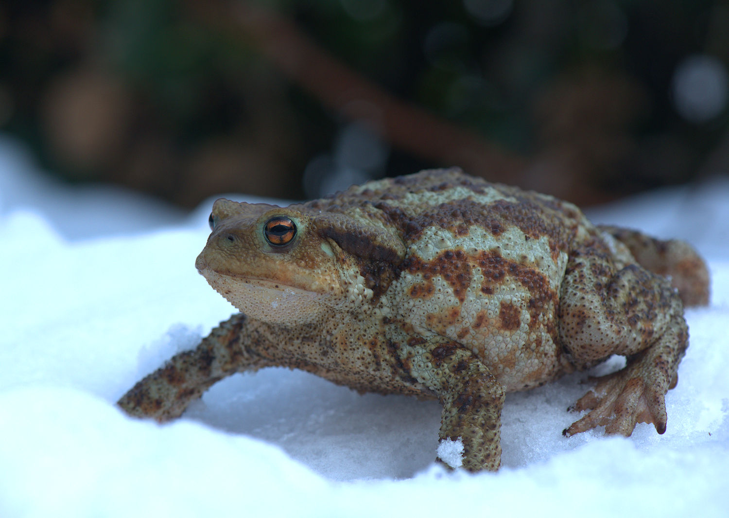 Common Toad