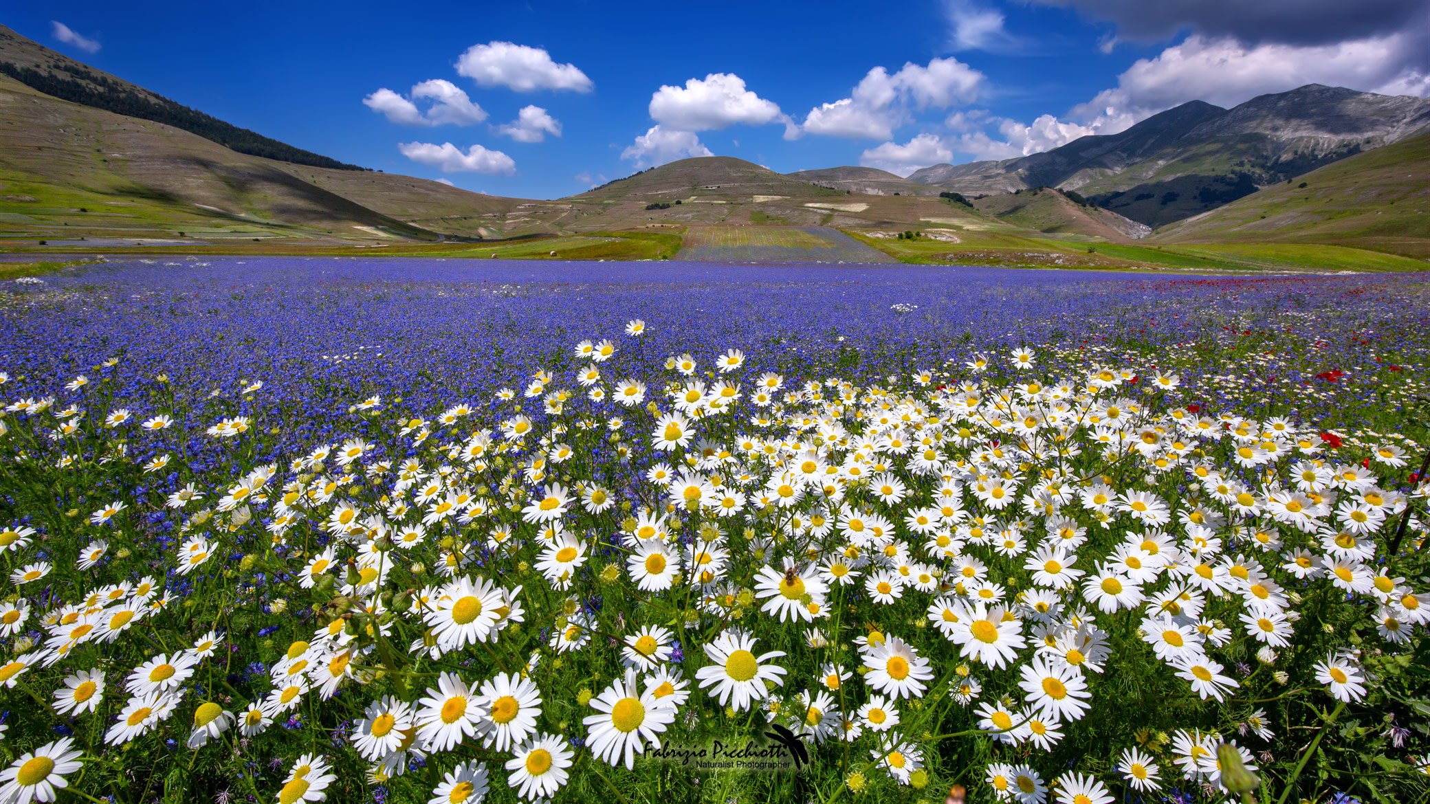 margherite - Castelluccio 2018 "Fioritura tardiva"