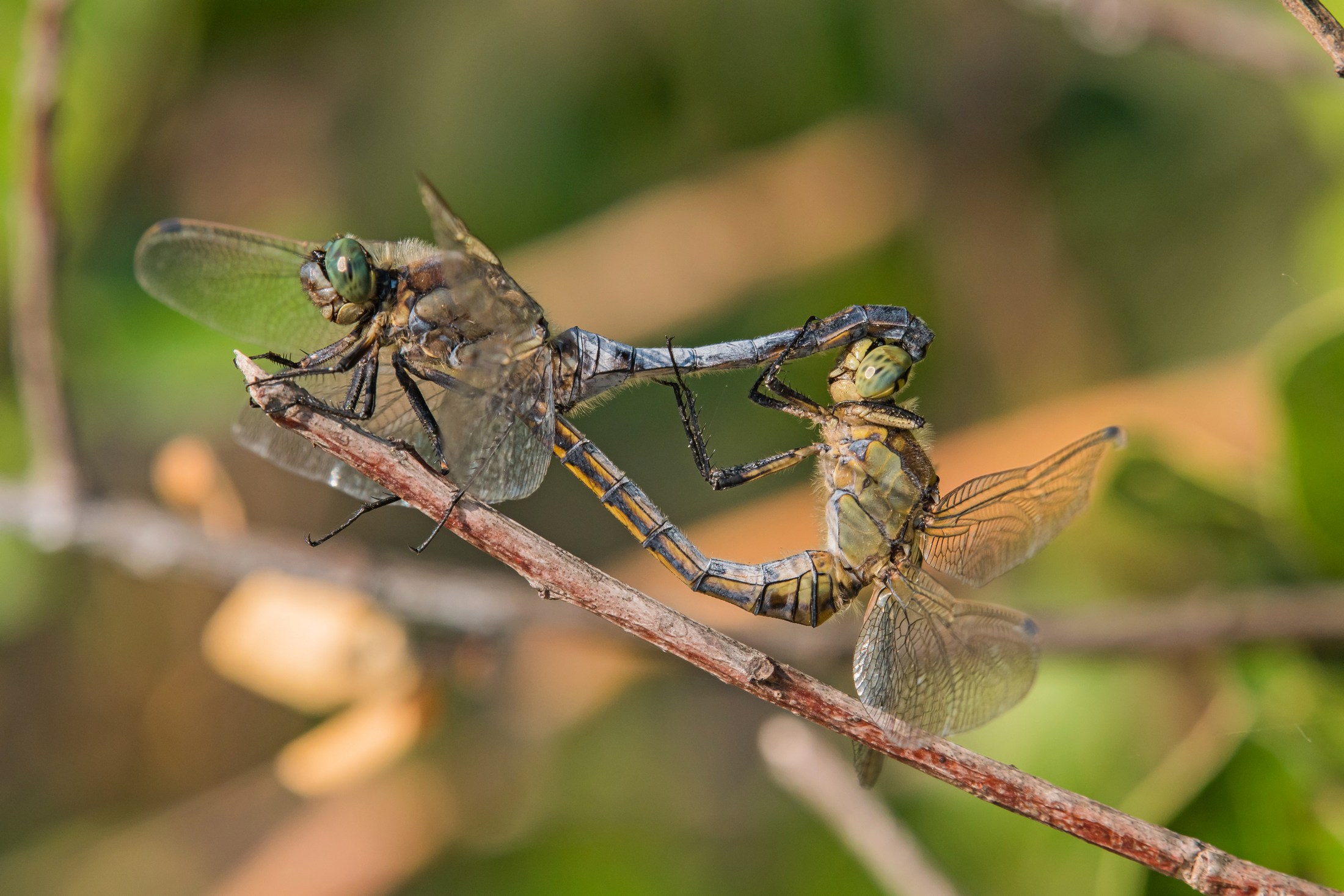 Dragonflies the couple