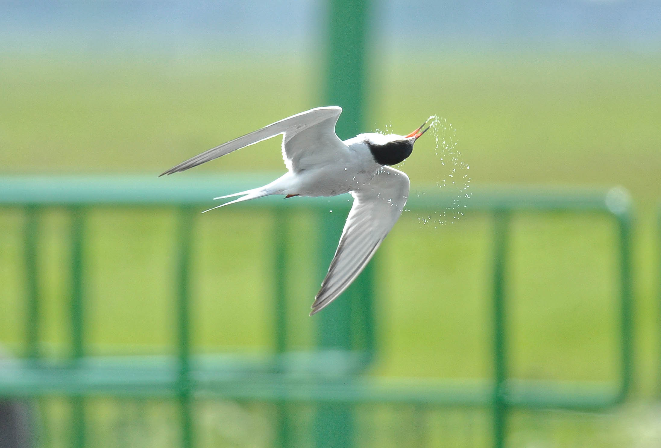 Common Tern