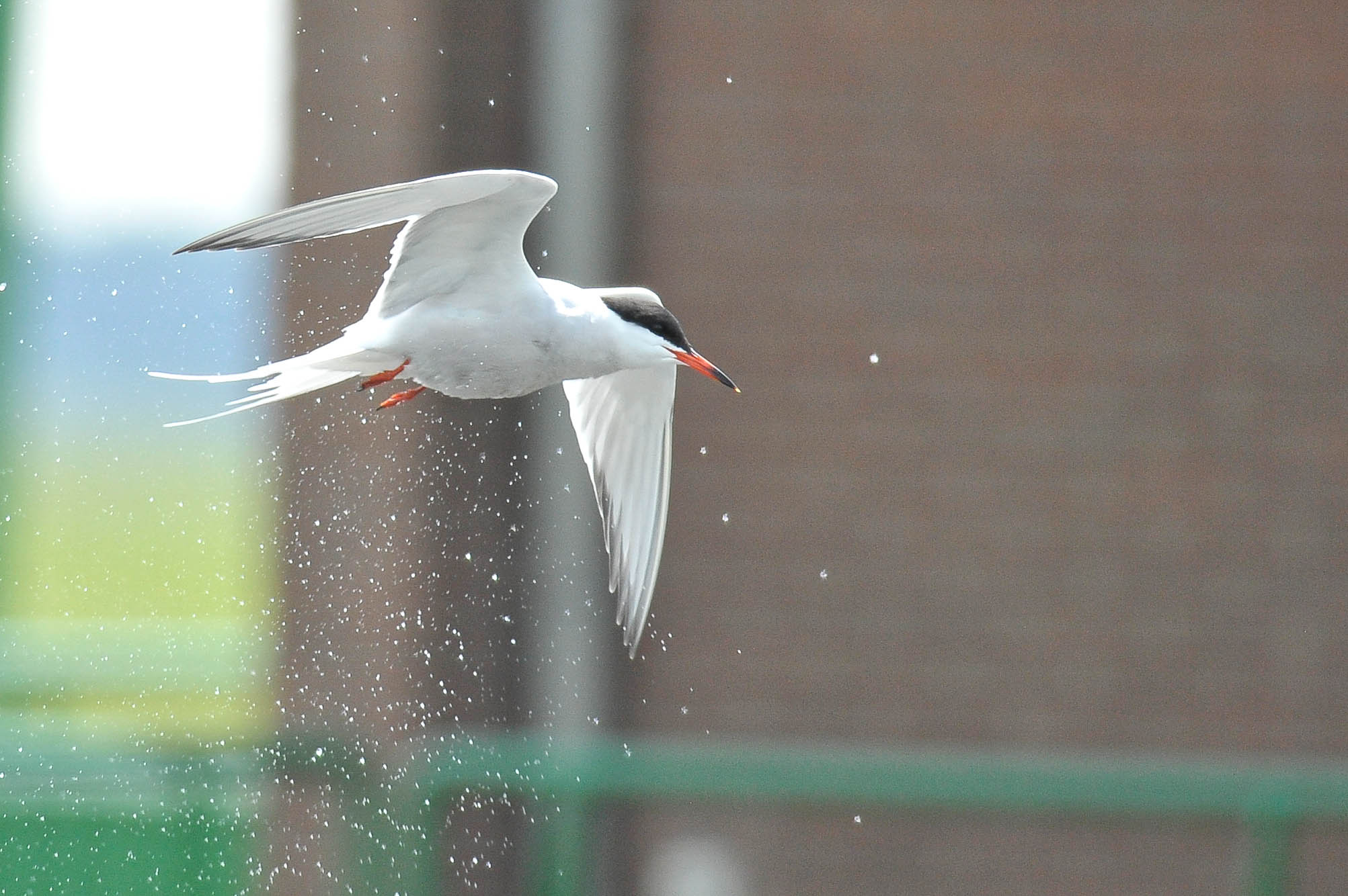 Common tern