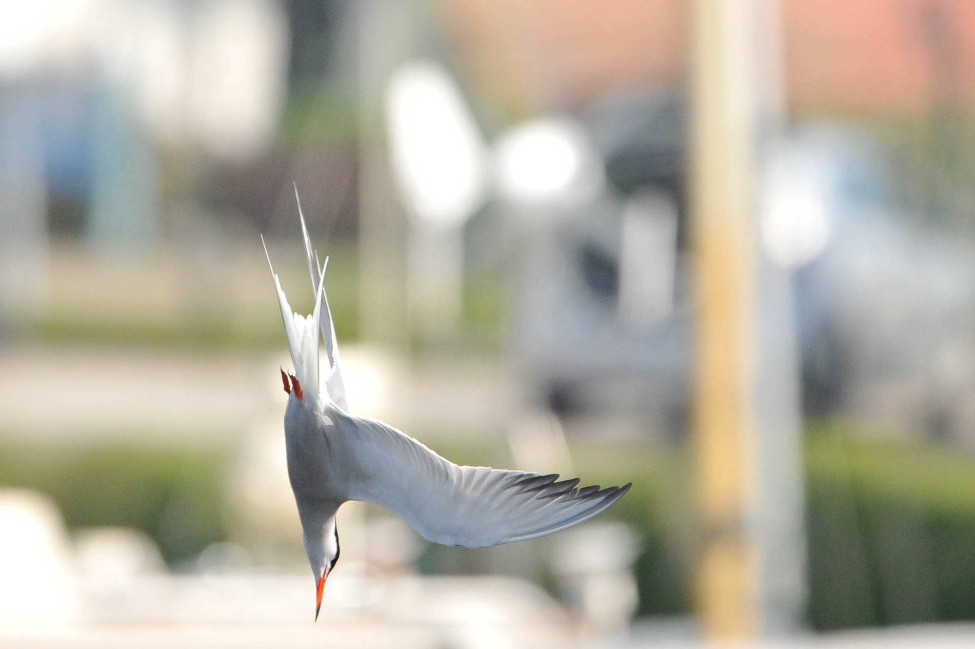 Common Tern dive bomb