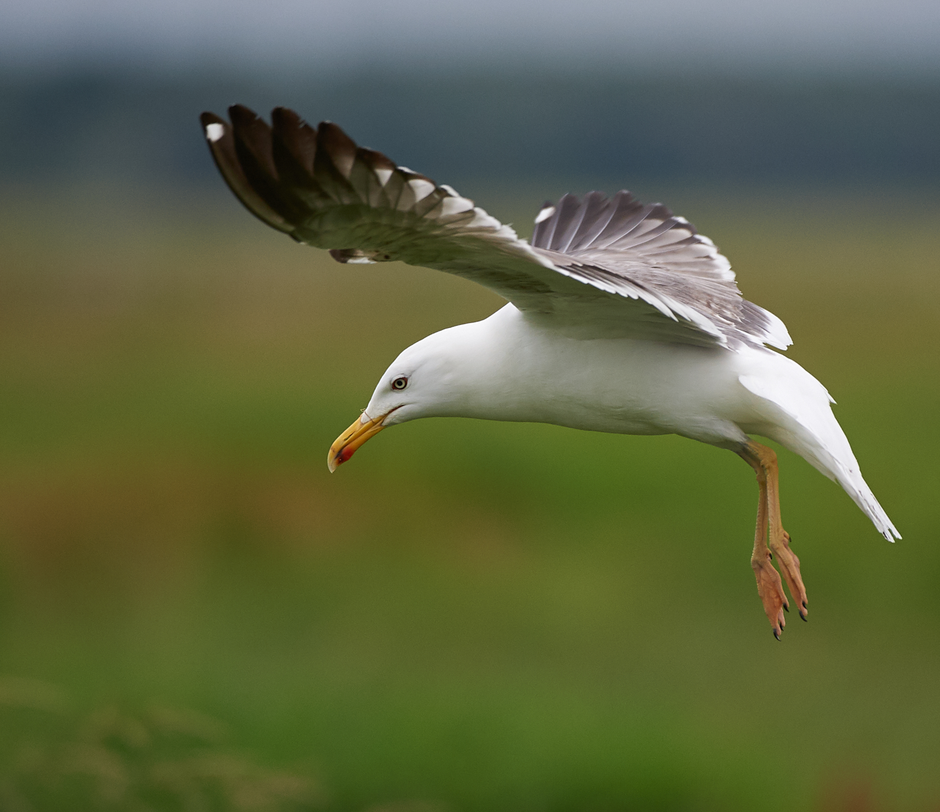 Backed Gull