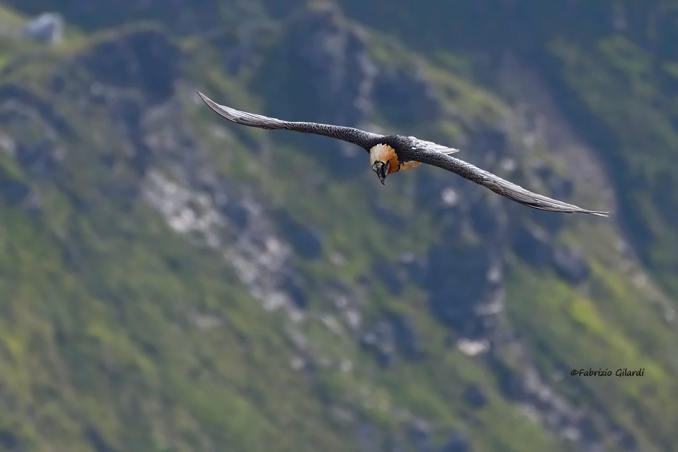 Gypaetus barbatus (Bearded Vulture)