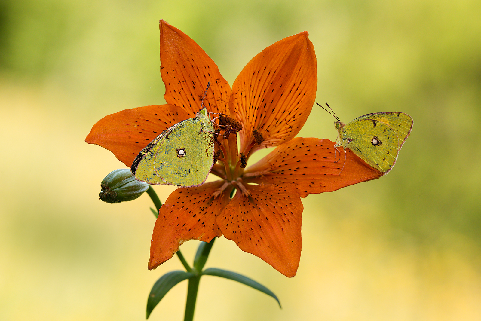 Crocea di San Giovanni