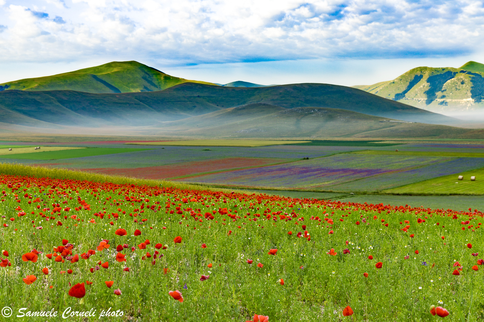 The flowering of Castelluccio