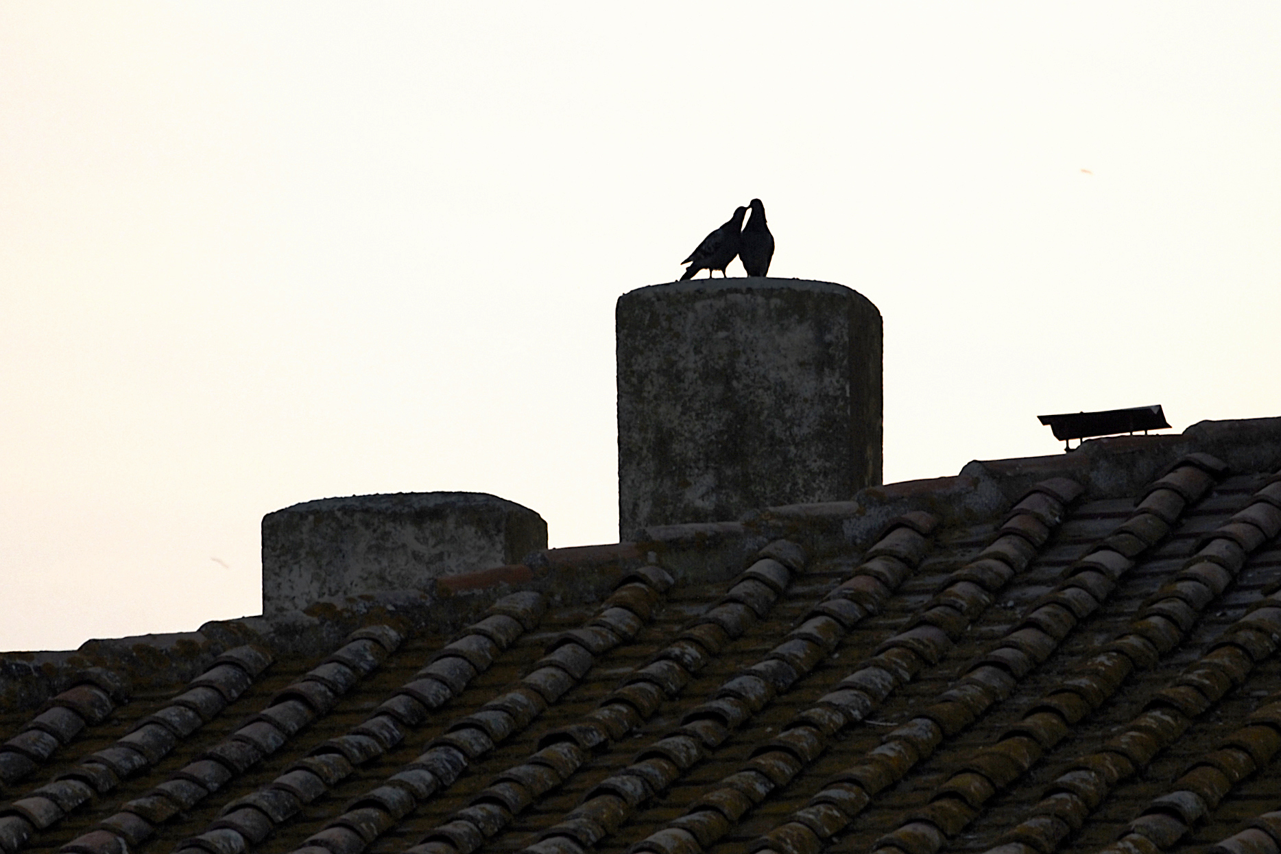 "Attenzioni al tramonto"