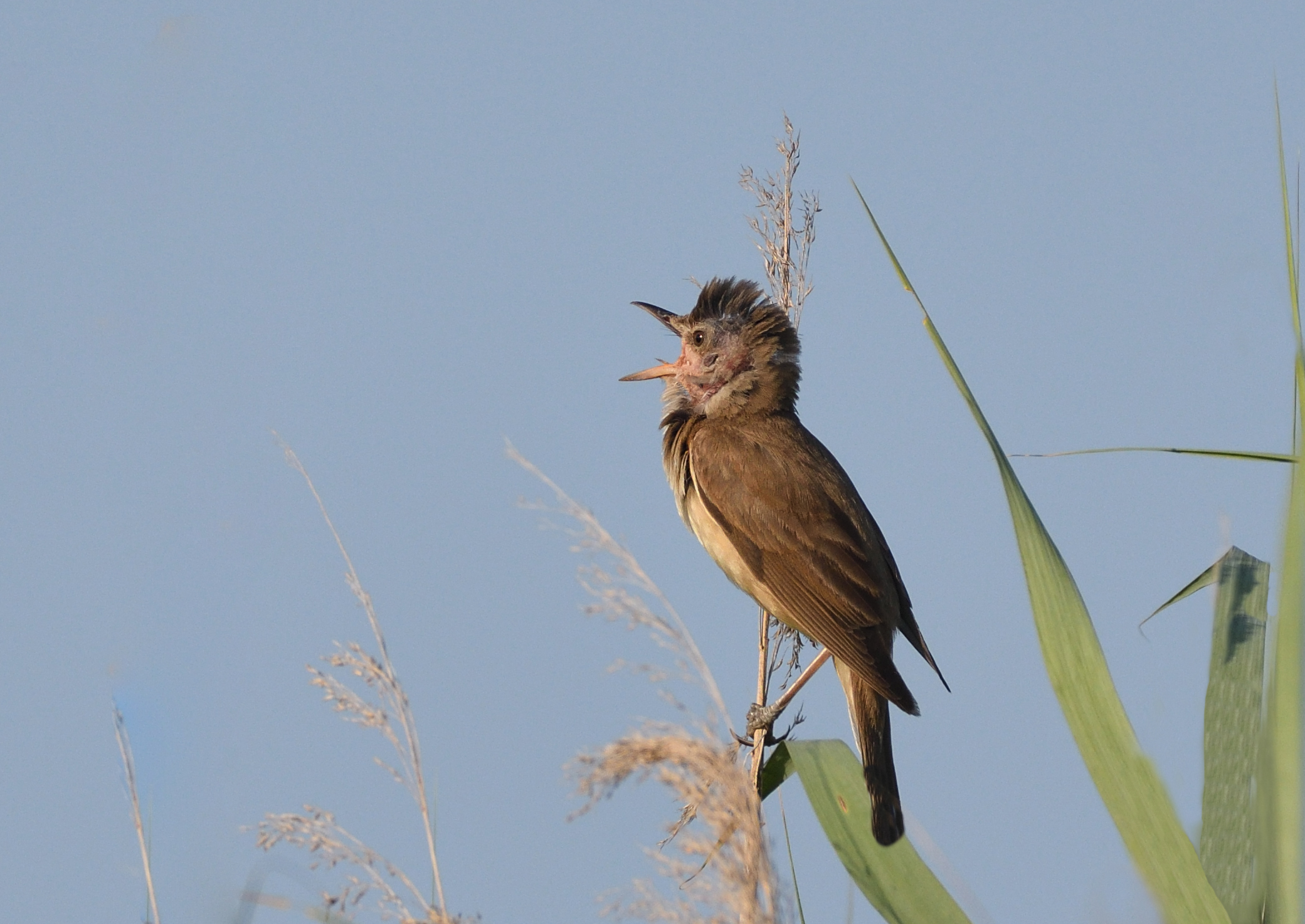 Canareccione in Canto