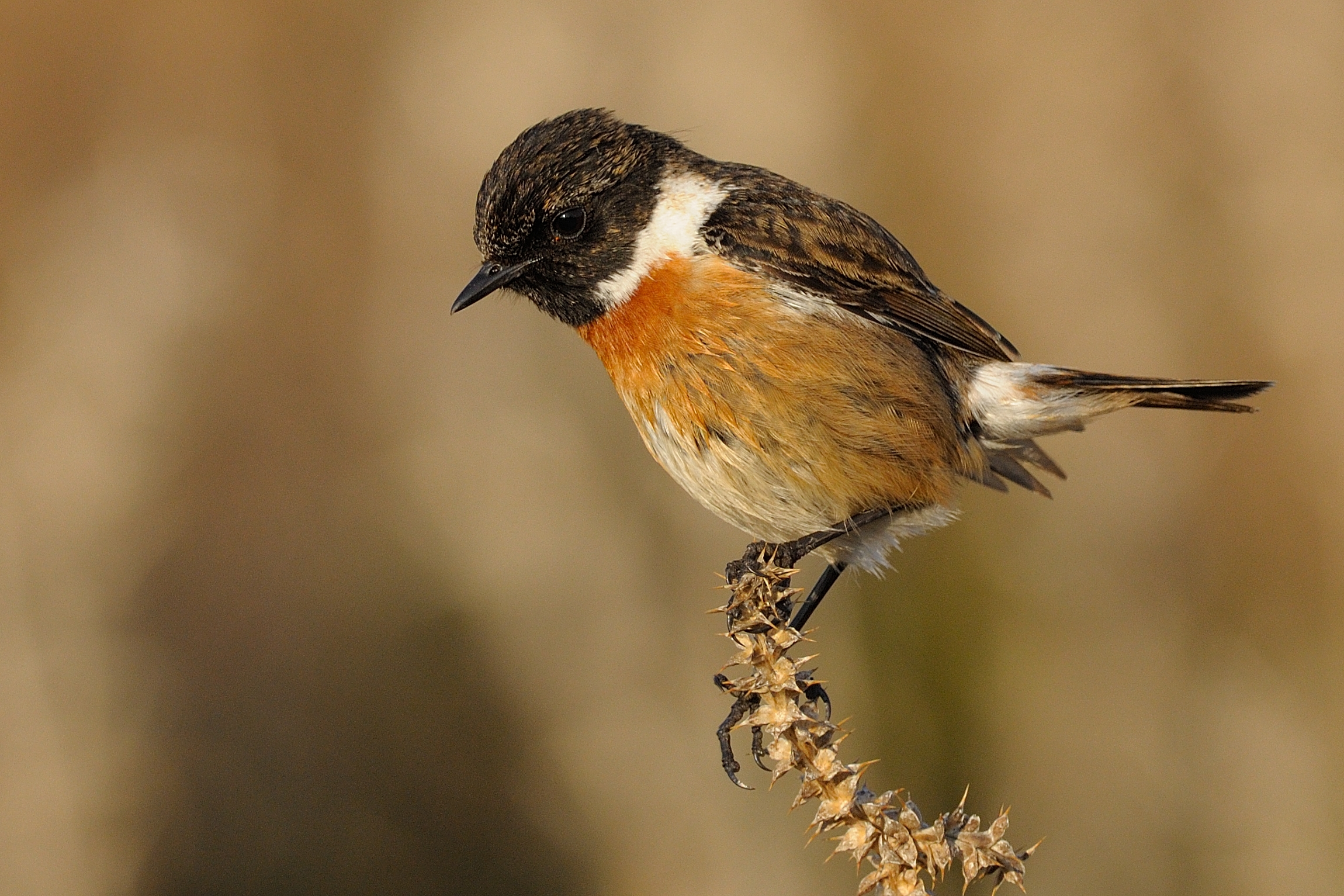 Saltimpalo (Saxicola torquata)