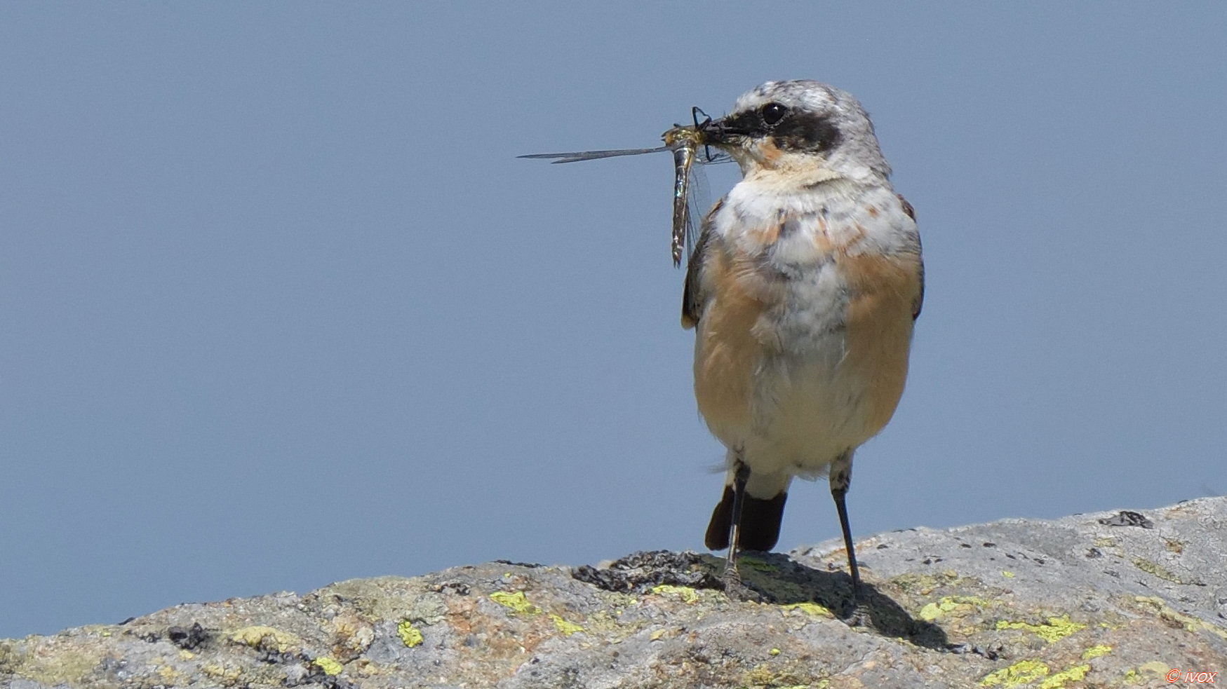 Wheatear
