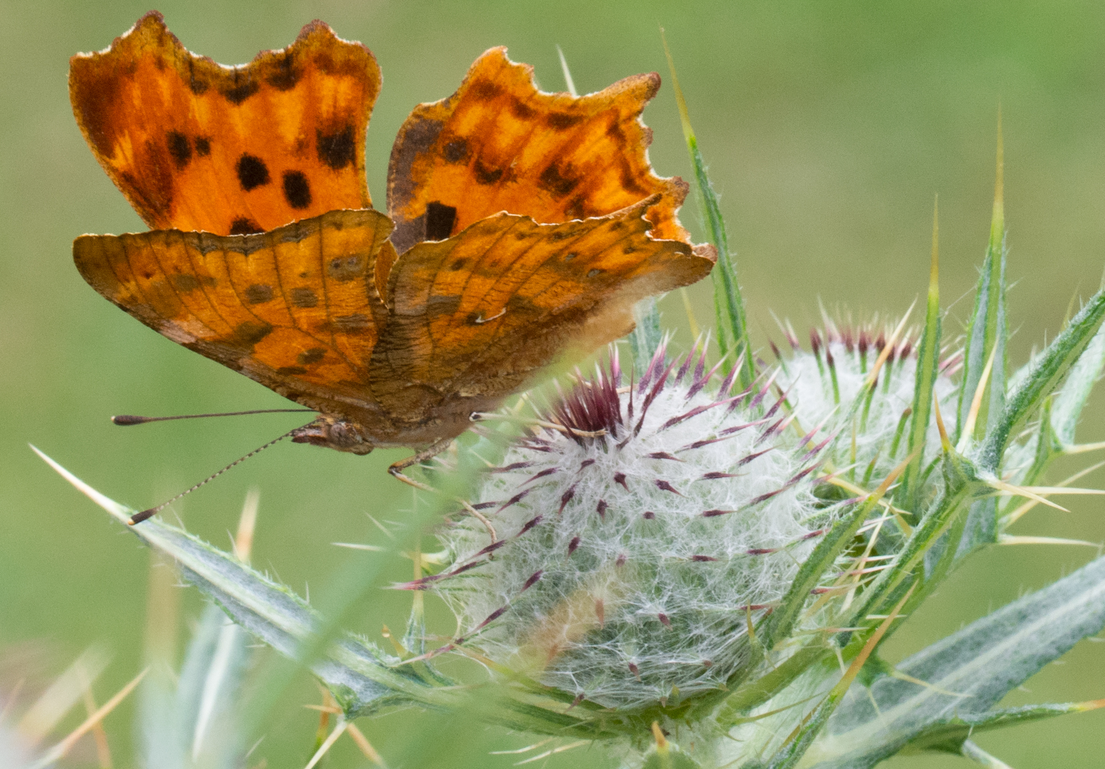 Polygonia Egea