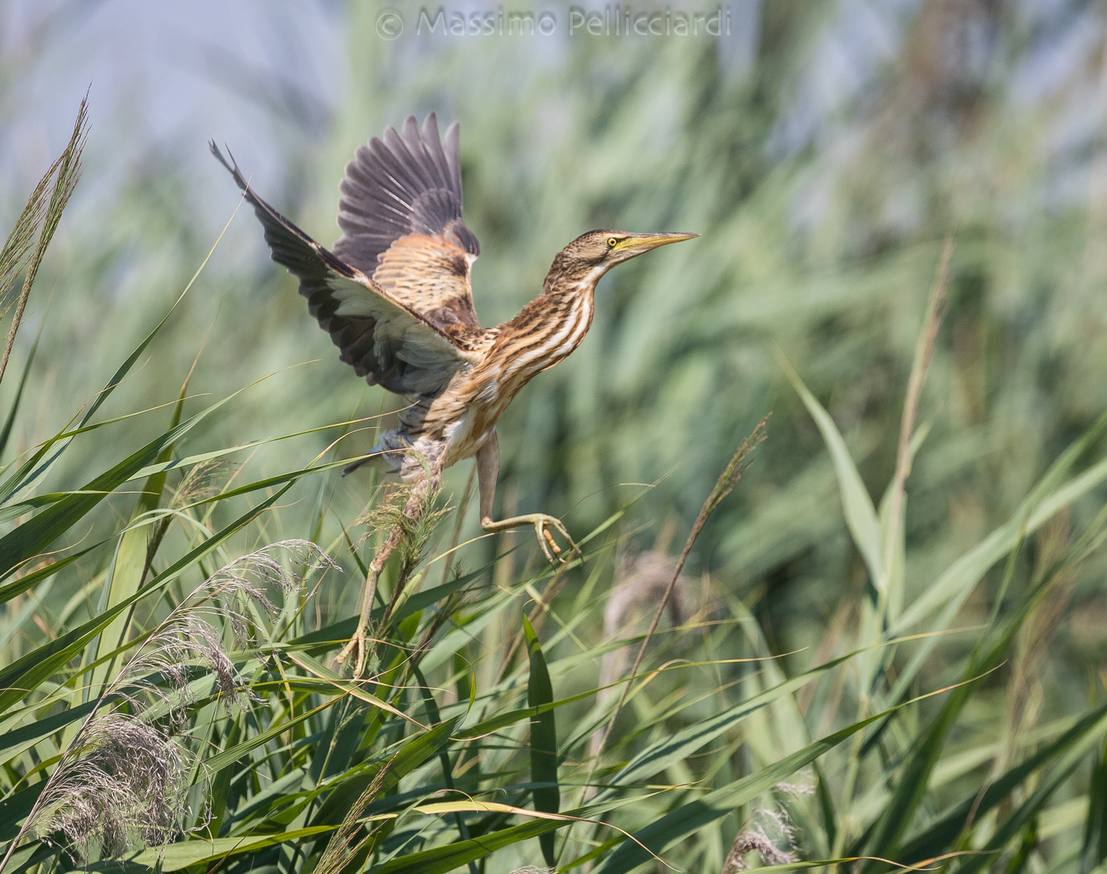 Lo stacco della Tarabusina