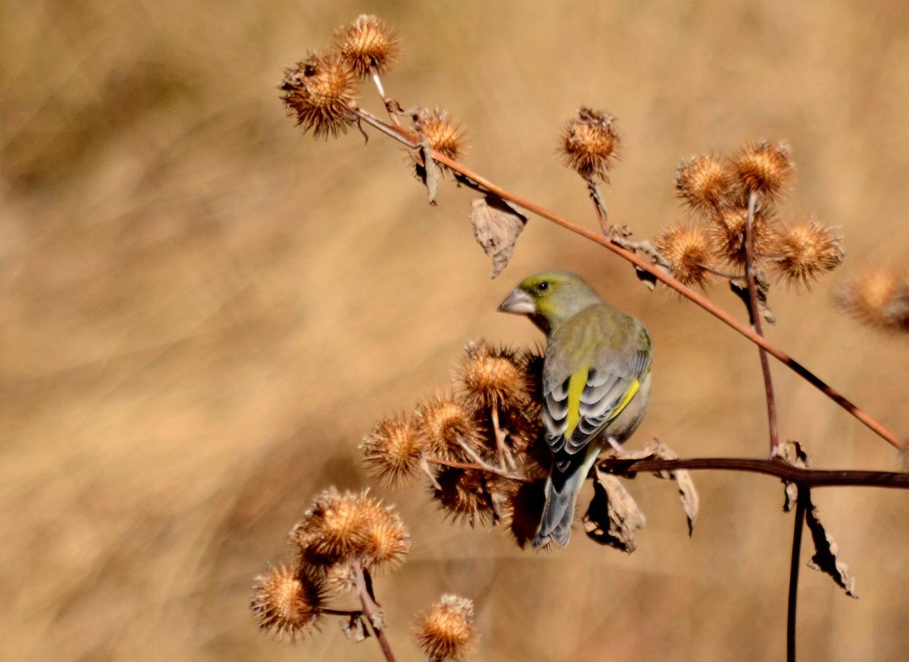 green finch